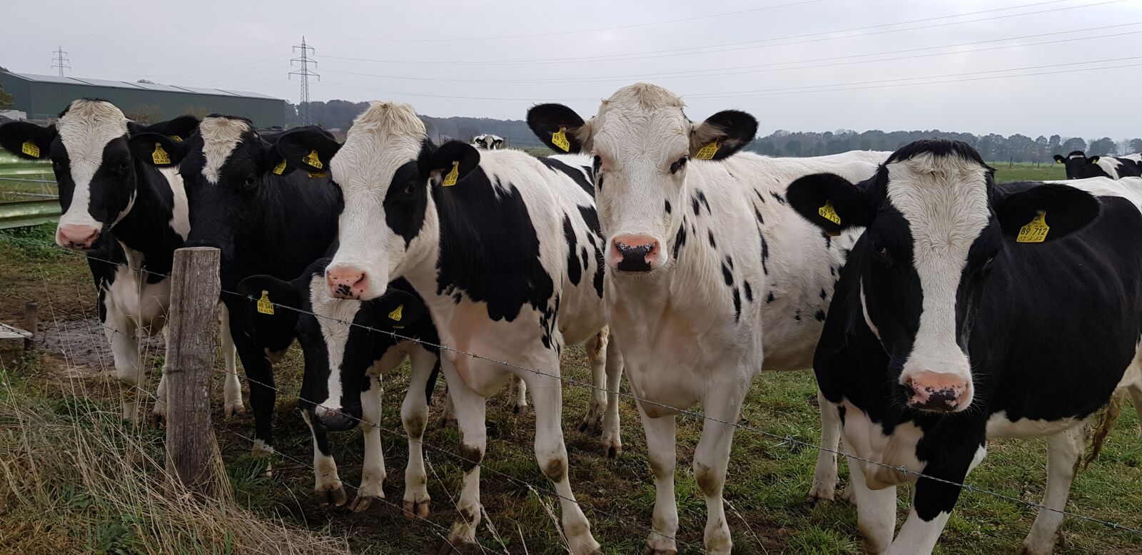 Samsung Galaxy S8 sample photo. Cows, pasture, curiosity photography