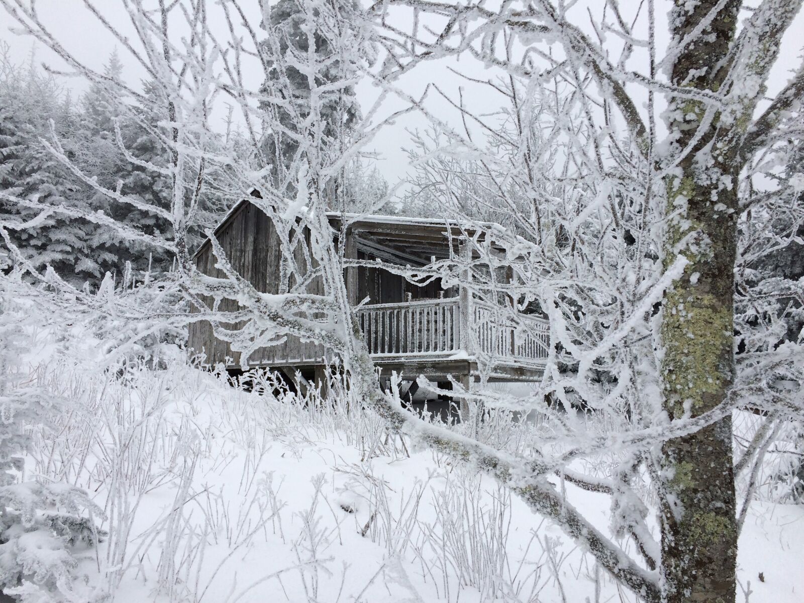 iPhone 5s back camera 4.15mm f/2.2 sample photo. Winter, snow, frost photography
