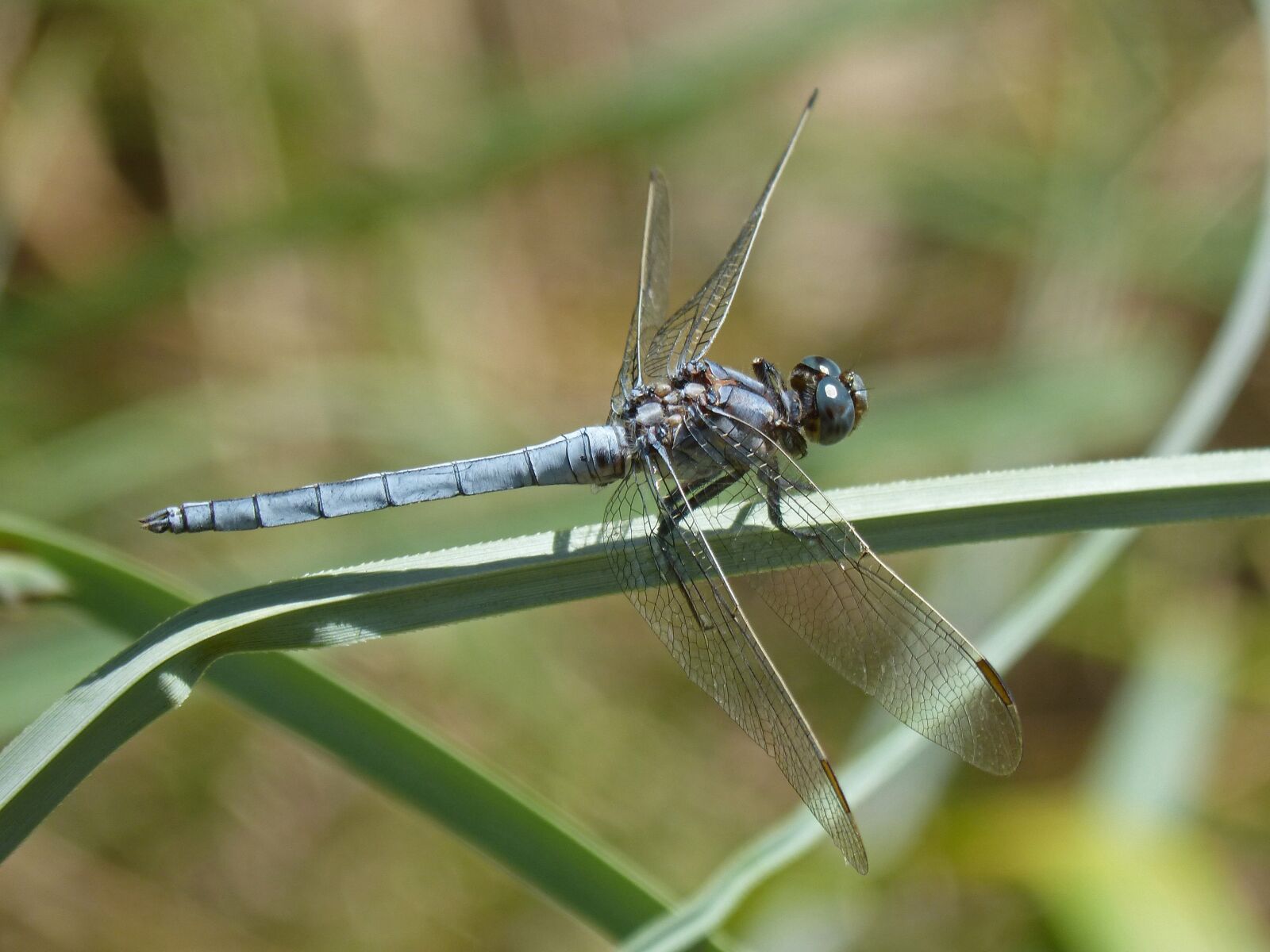 Panasonic DMC-FZ62 sample photo. Blue dragonfly, american cane photography