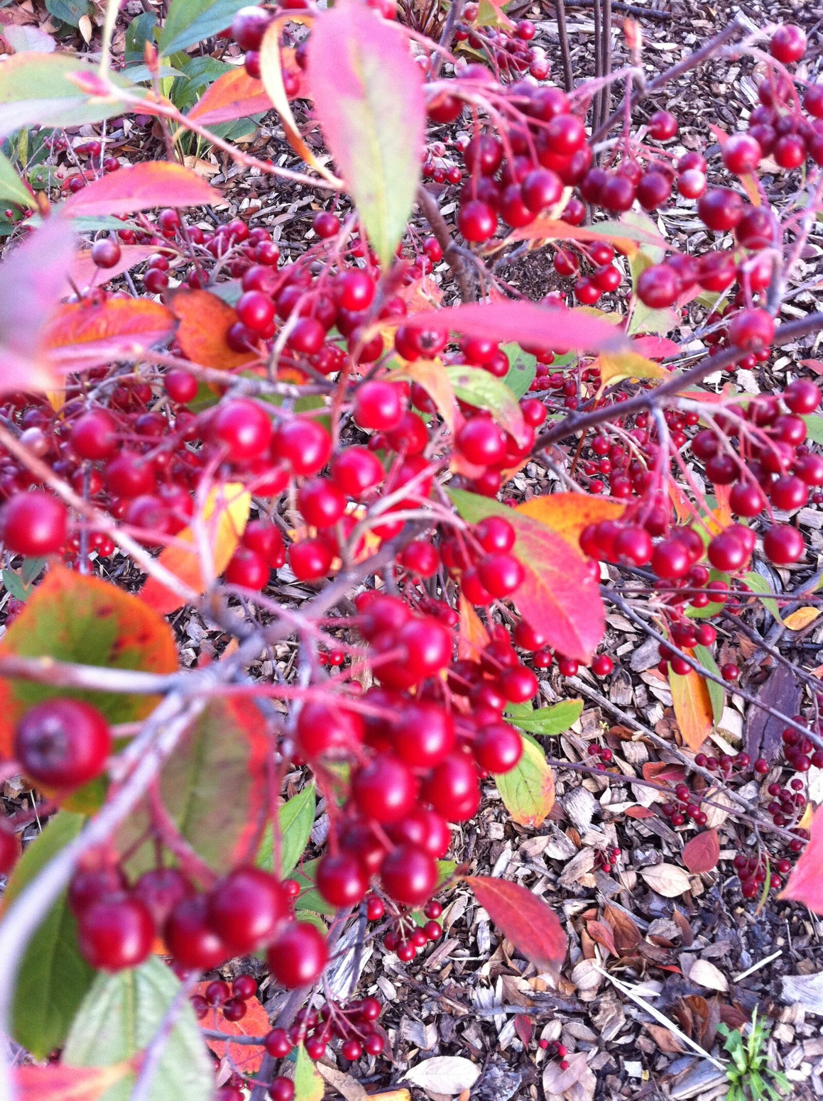 Apple iPhone 4 sample photo