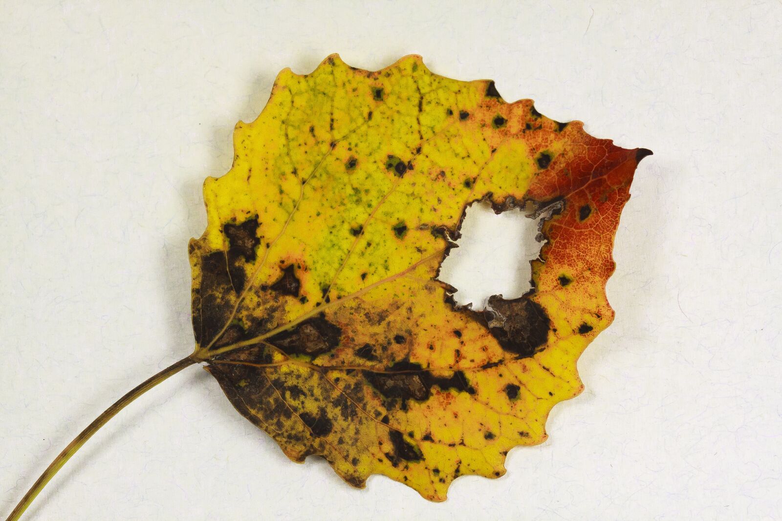 Canon EOS 50D sample photo. Aspen, leaf, aspen leaves photography