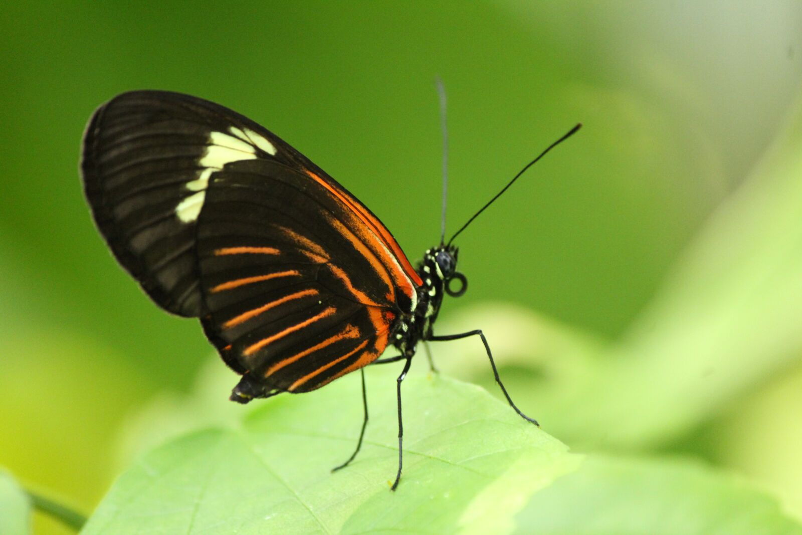 Canon EOS 1200D (EOS Rebel T5 / EOS Kiss X70 / EOS Hi) sample photo. Butterfly, zoo, nature photography