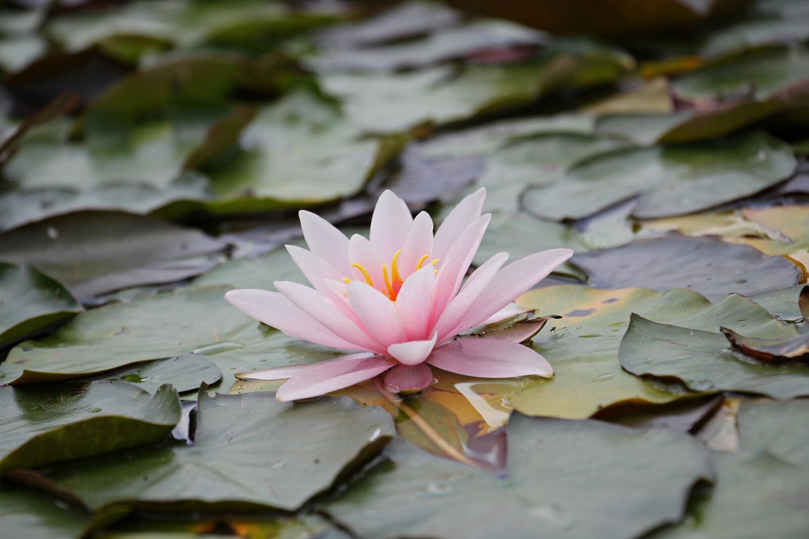 Canon EOS 550D (EOS Rebel T2i / EOS Kiss X4) sample photo. Water lily, pink, aquatic photography