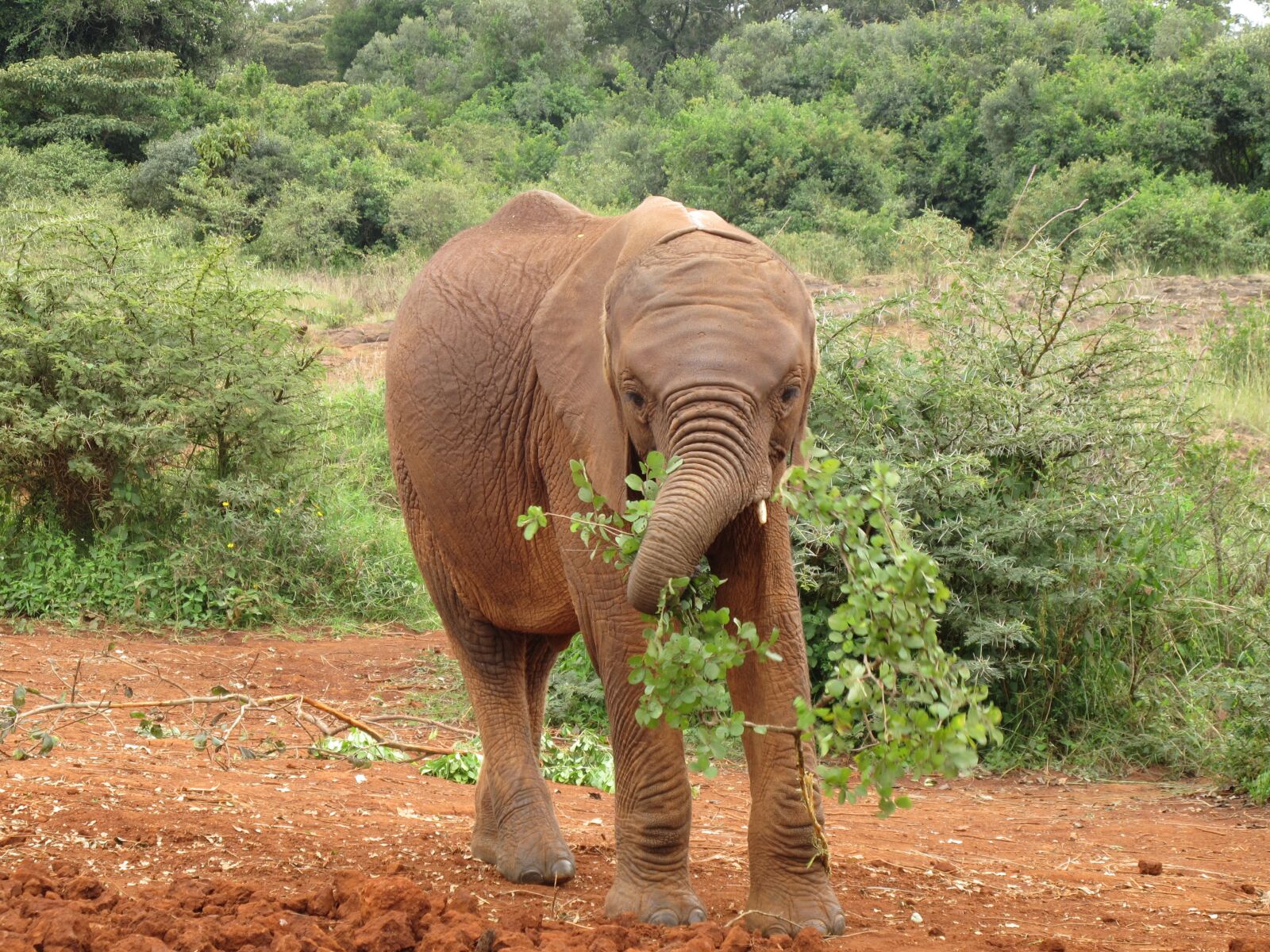 Canon PowerShot G11 sample photo. Baby elephant, kenya, africa photography