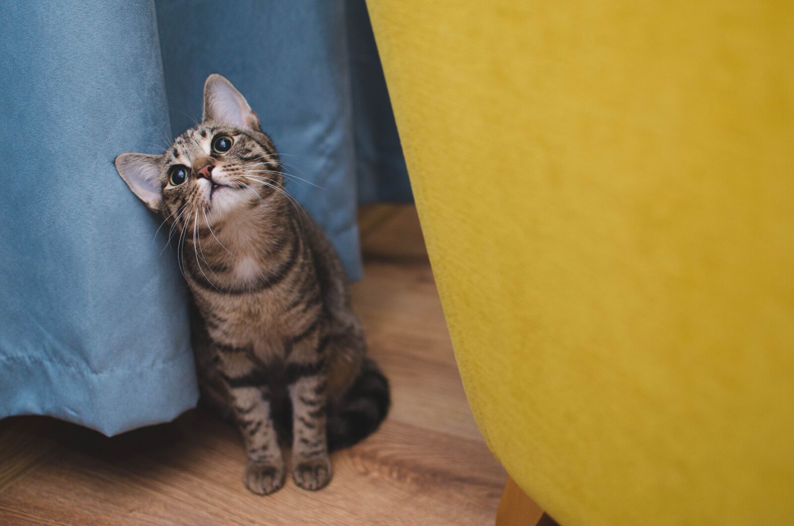 Nikon D7000 sample photo. Cat, bury cat, animal photography