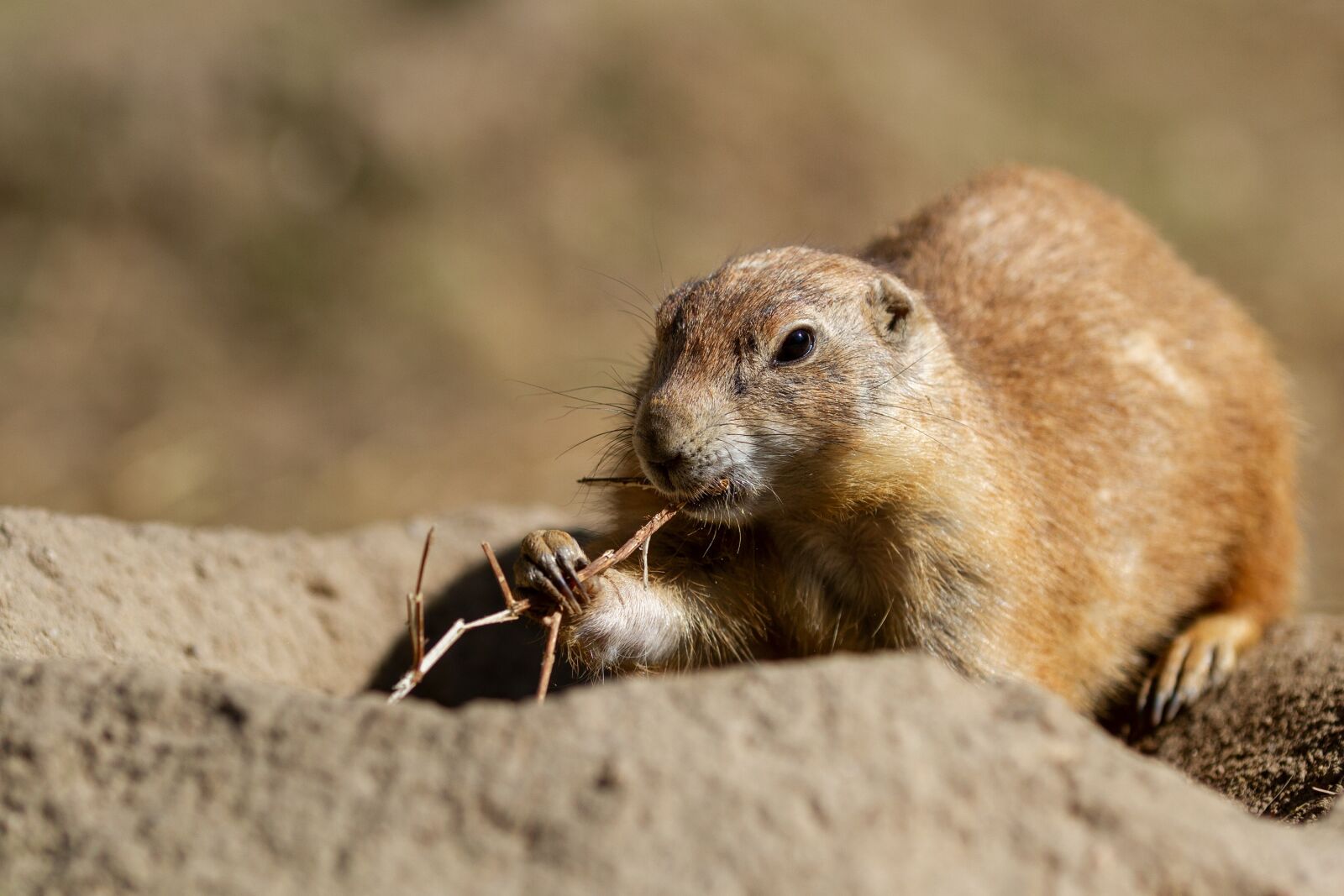 Canon EOS 7D sample photo. Prairie dog, animal world photography