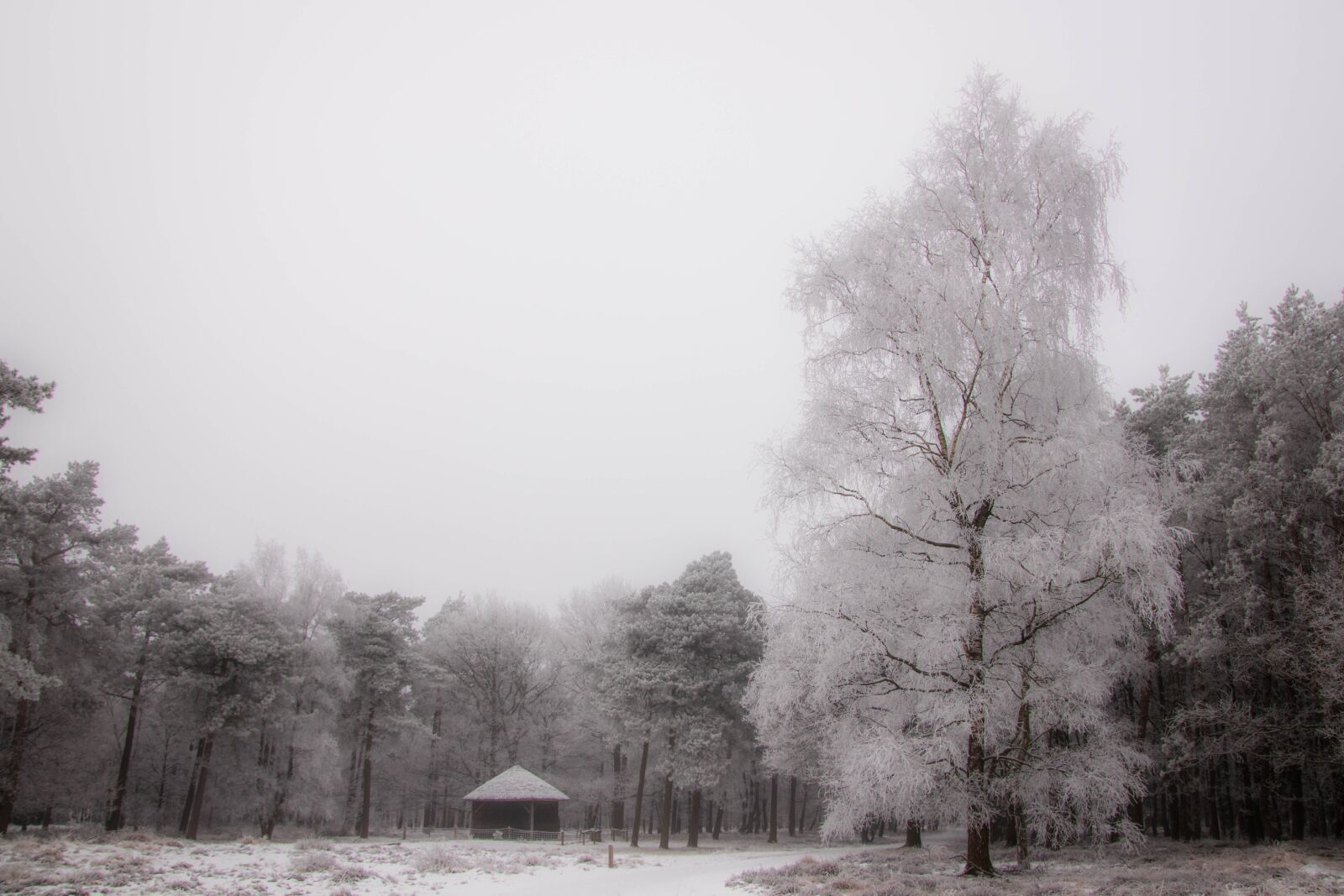 Canon EOS 80D sample photo. Tree, cabin, snow photography