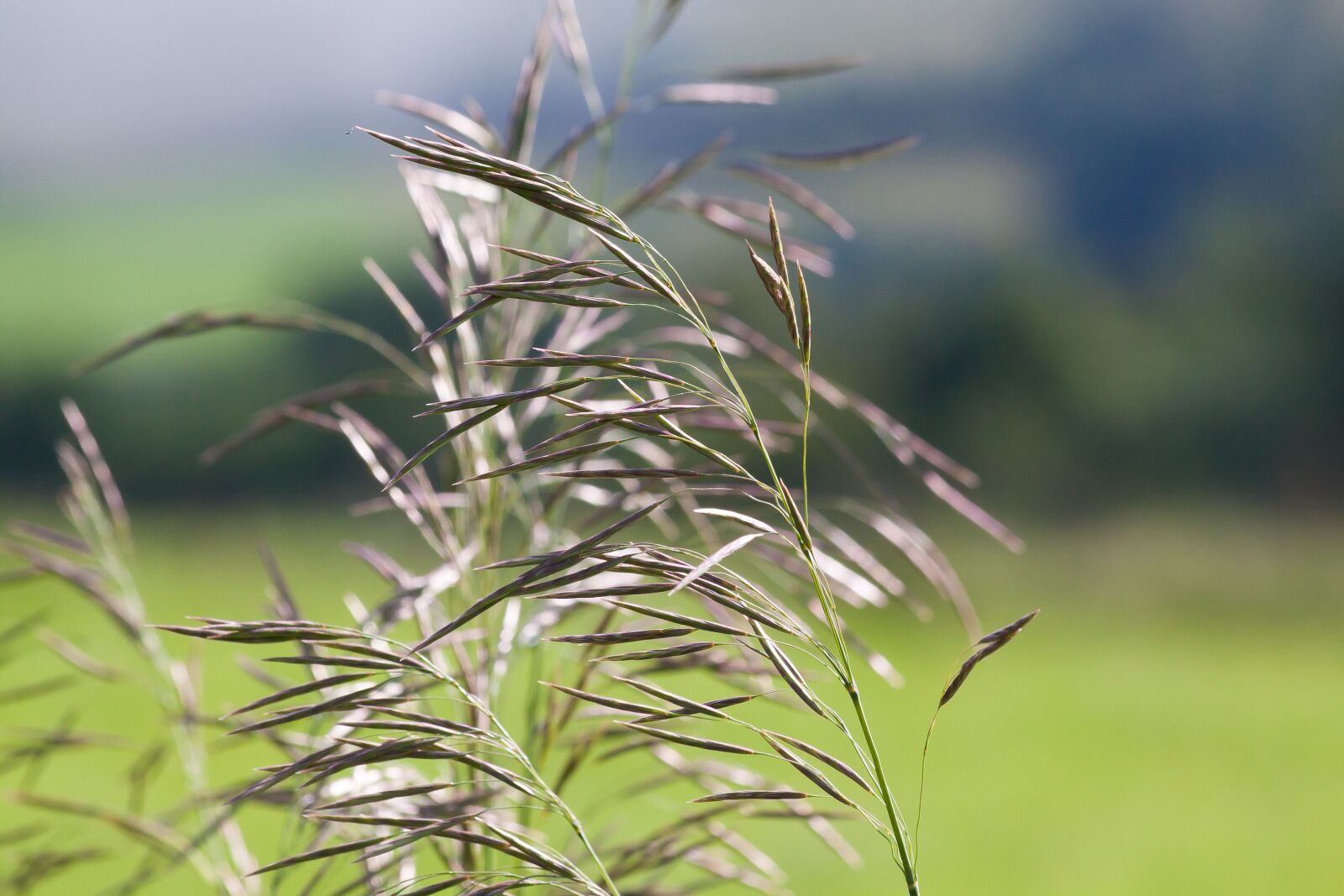Canon EOS 50D sample photo. Grass, blade of grass photography