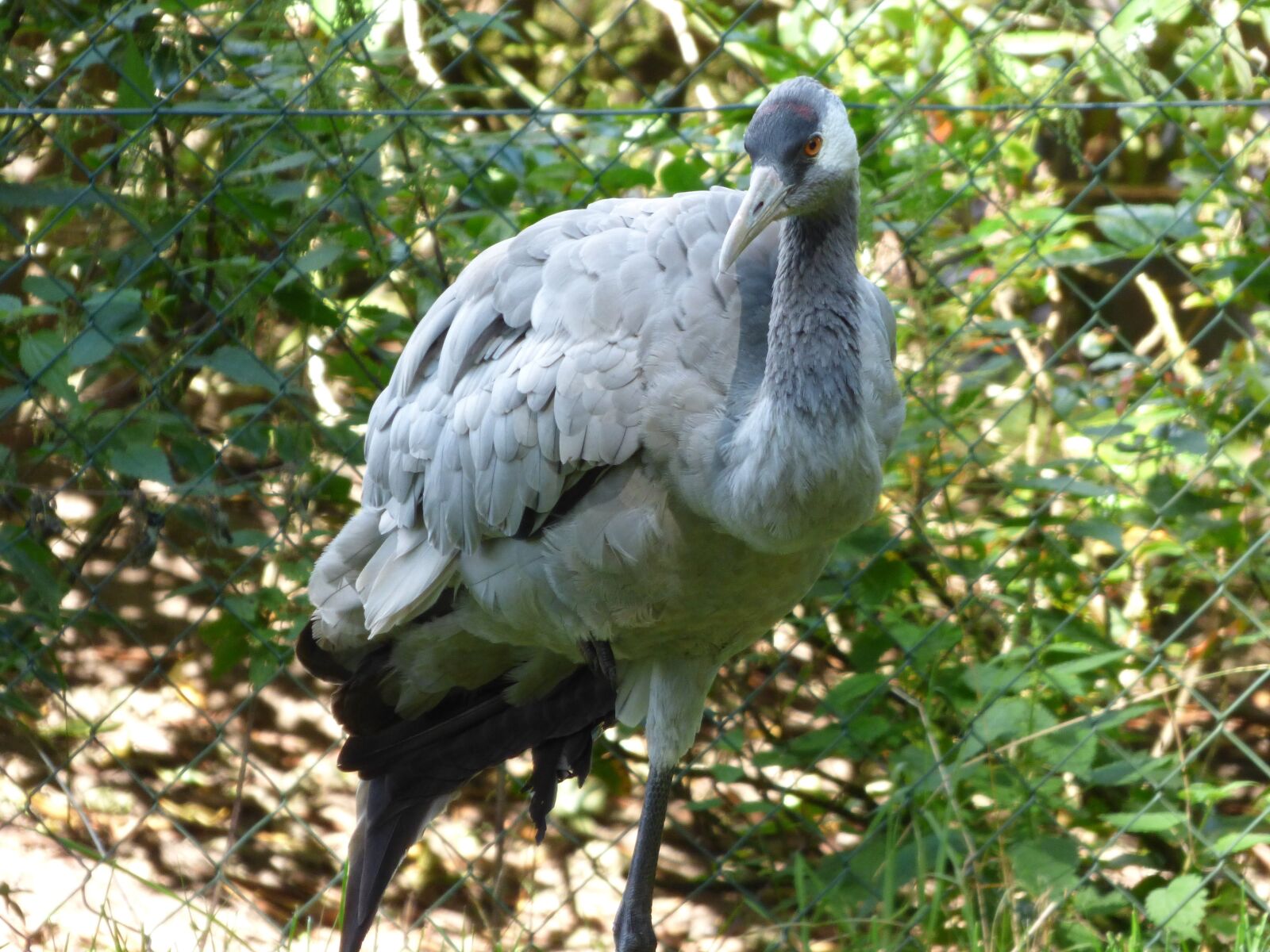 Panasonic DMC-FZ72 sample photo. Crane, bird, animal photography