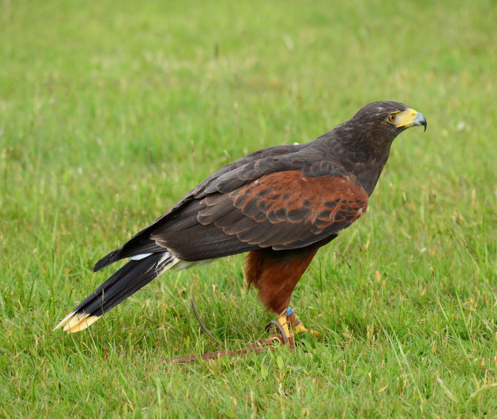 Nikon D3200 sample photo. Harris hawk, raptor, bird photography