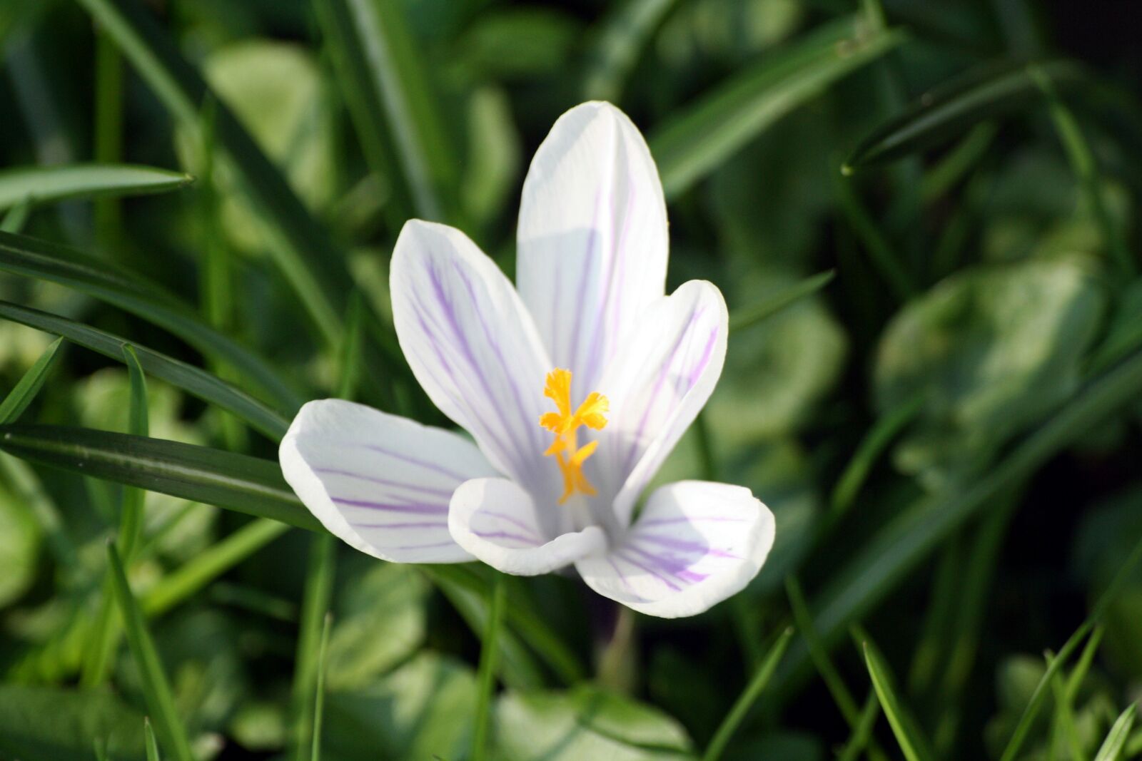 Canon EOS 1000D (EOS Digital Rebel XS / EOS Kiss F) sample photo. Crocus, white, close up photography