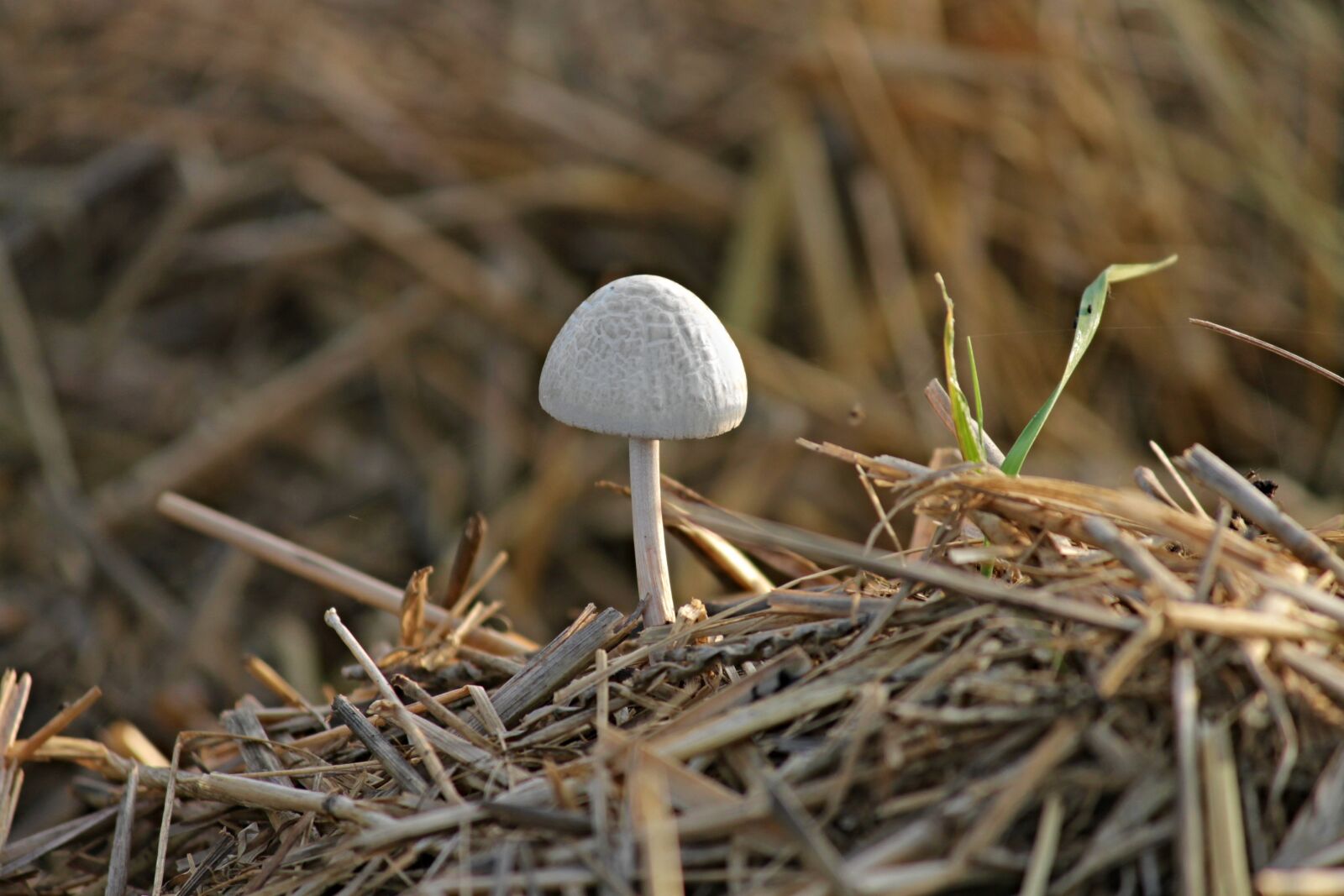Canon EOS 1100D (EOS Rebel T3 / EOS Kiss X50) sample photo. Mushroom, straw, dung photography