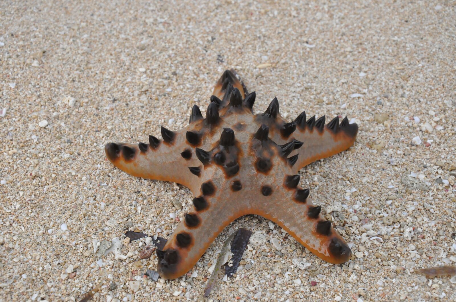 Nikon D90 sample photo. Starfish, sea, beach photography