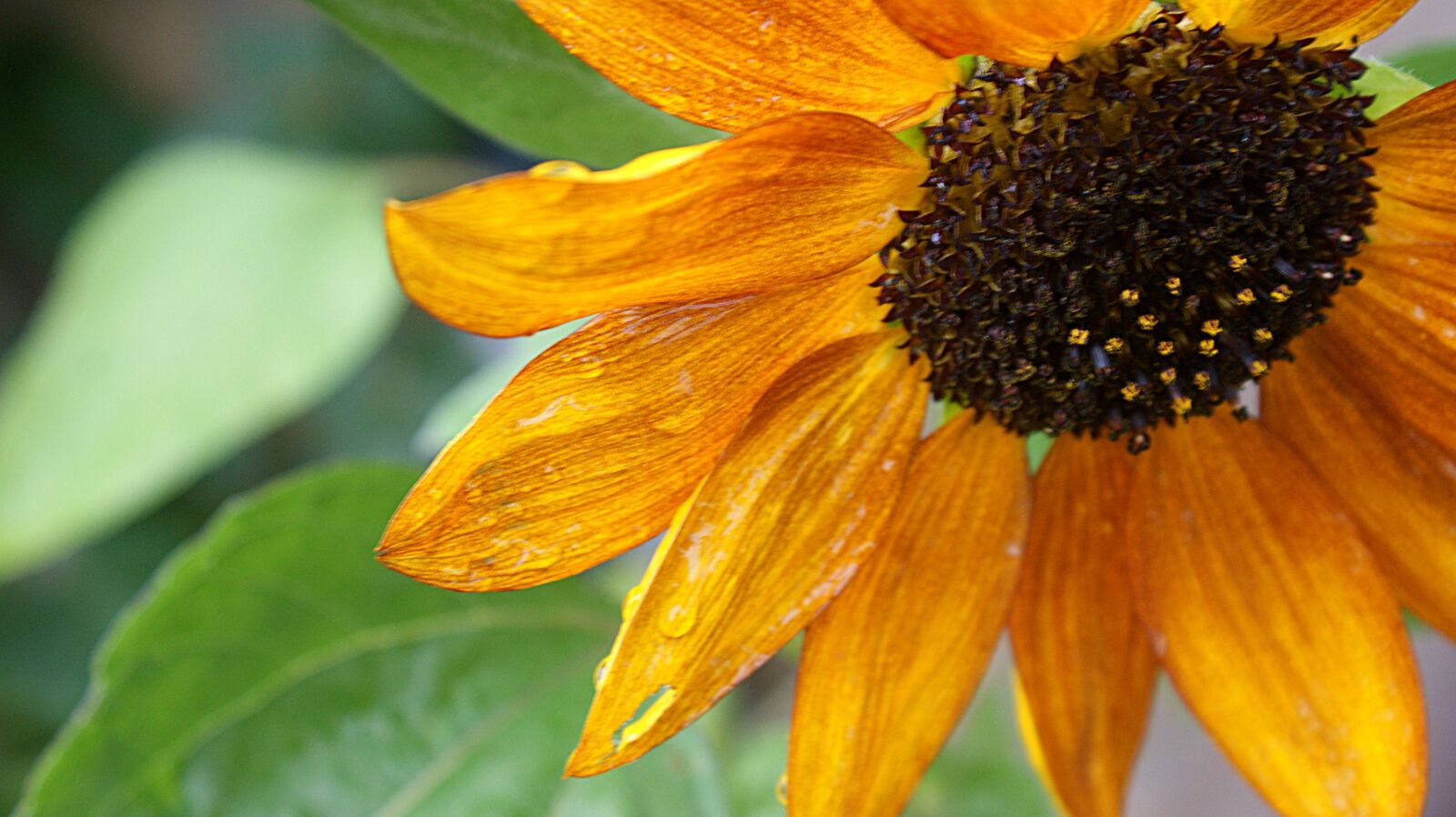 Sony Alpha DSLR-A350 sample photo. Red sunflower, rain, flora photography