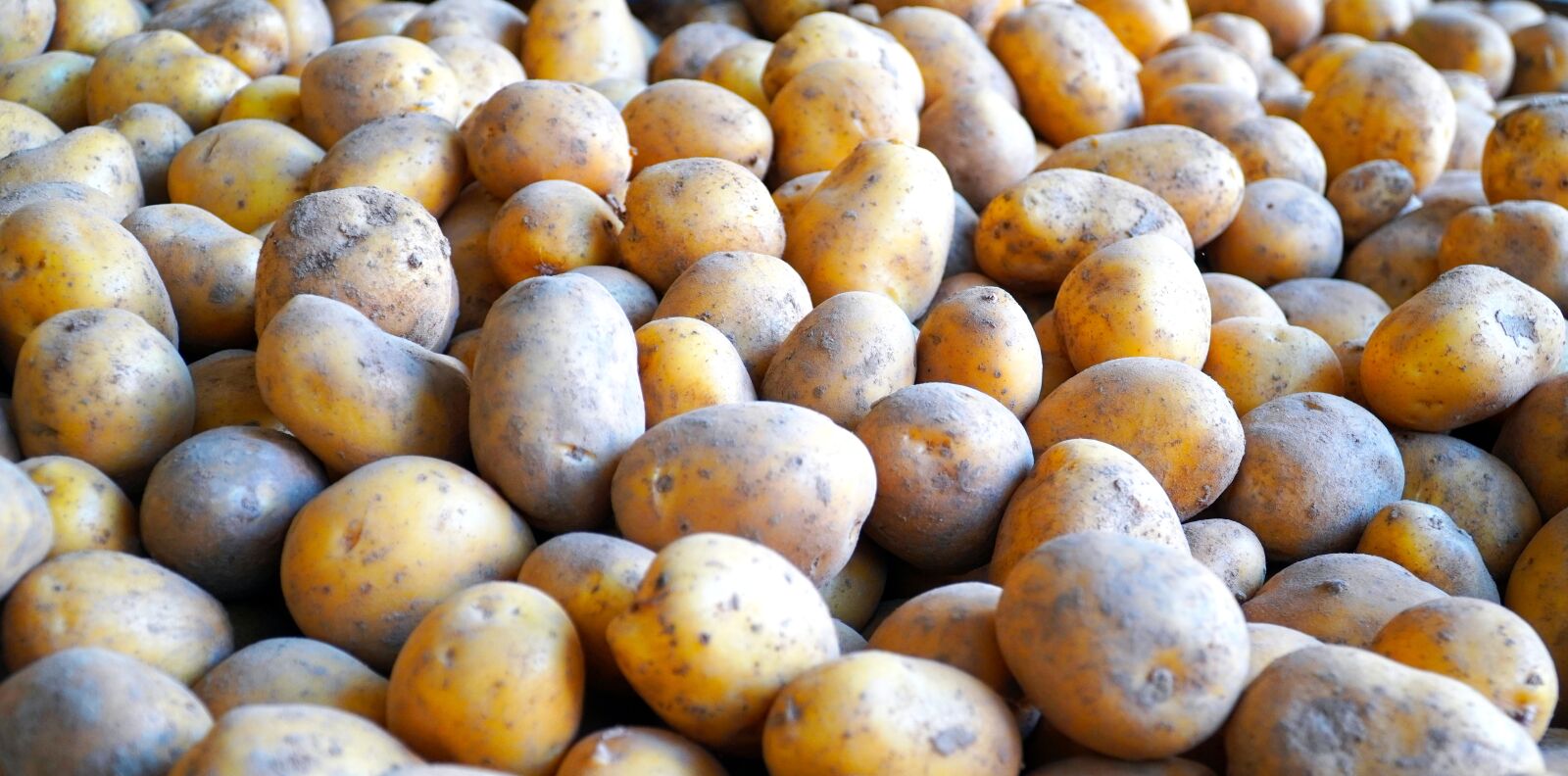 Sony E PZ 18-105mm F4 G OSS sample photo. Potatoes, vegetable, harvest photography