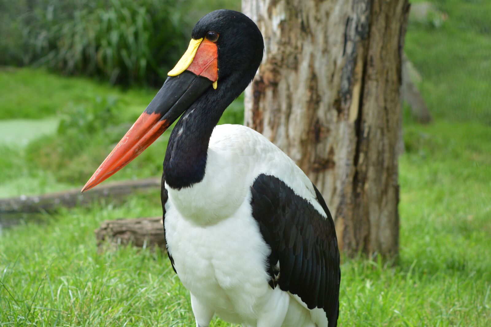 Nikon D3200 sample photo. Bird, beak, orange photography