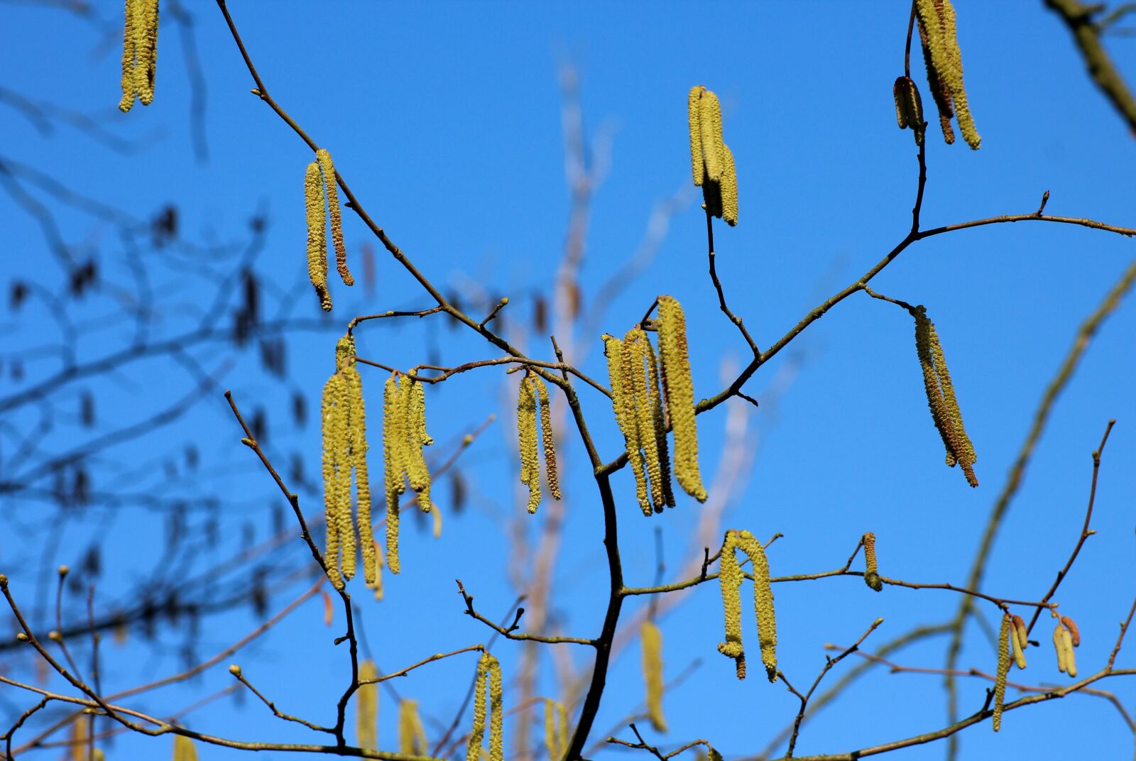 Canon EOS 1200D (EOS Rebel T5 / EOS Kiss X70 / EOS Hi) sample photo. Hazel, tree, branch photography