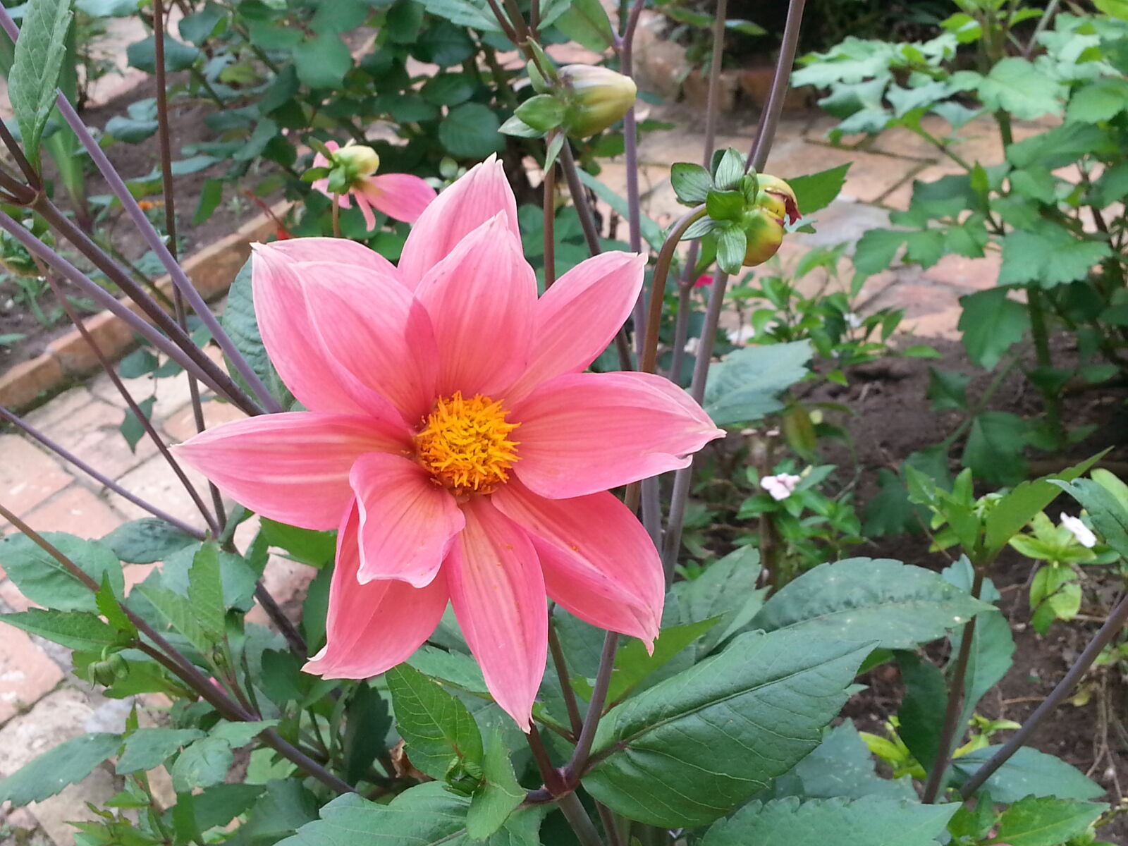 Samsung Galaxy S3 sample photo. Flower photography