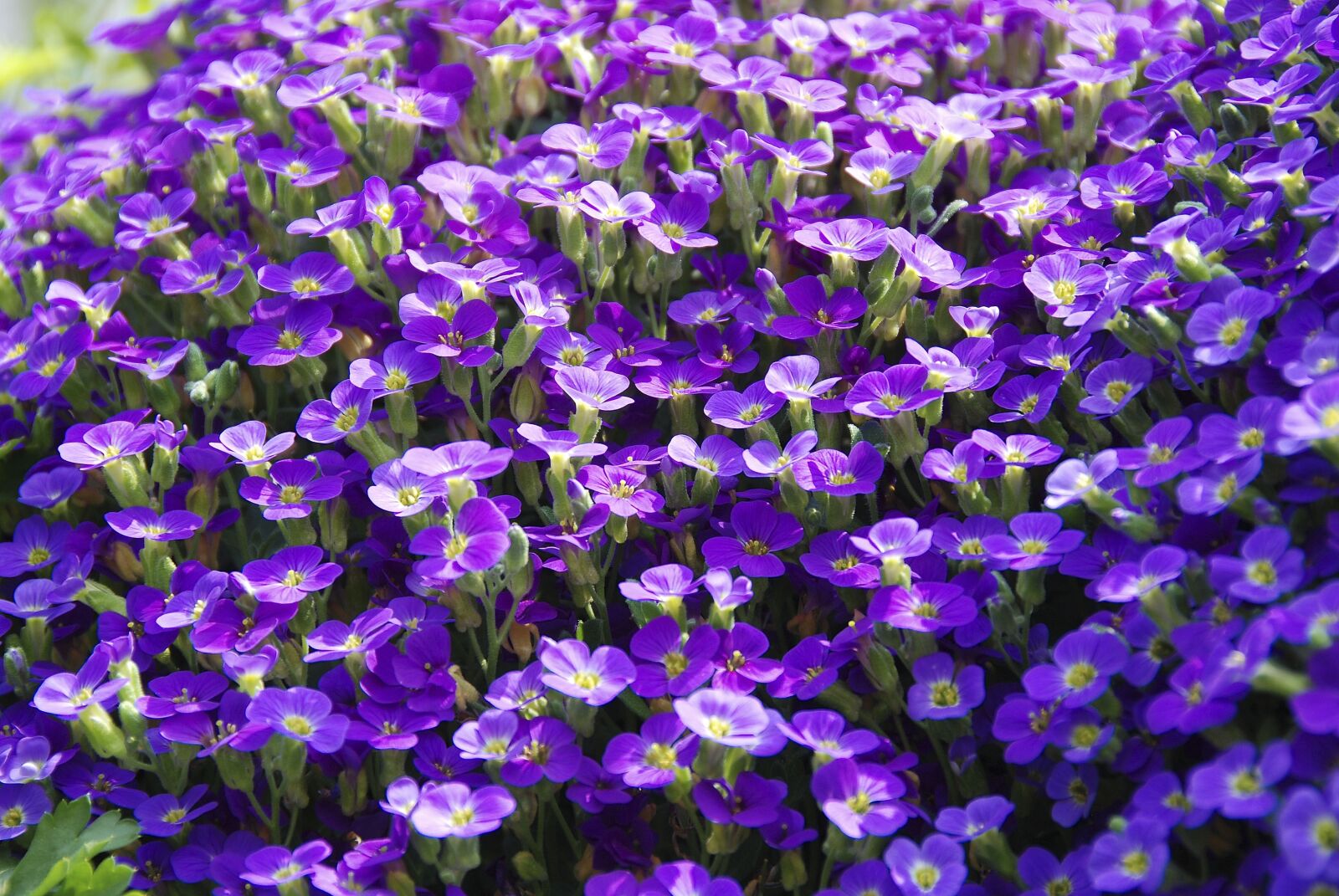 Nikon D80 sample photo. Plant, viola, violet plant photography