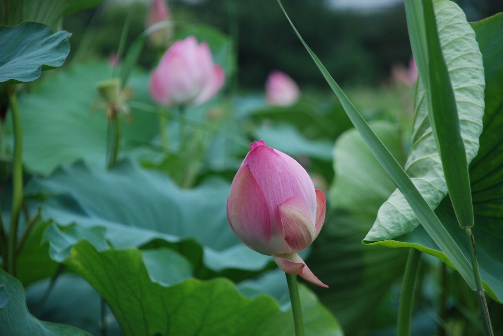 Nikon D80 sample photo. Lotus, peaks, flowers photography