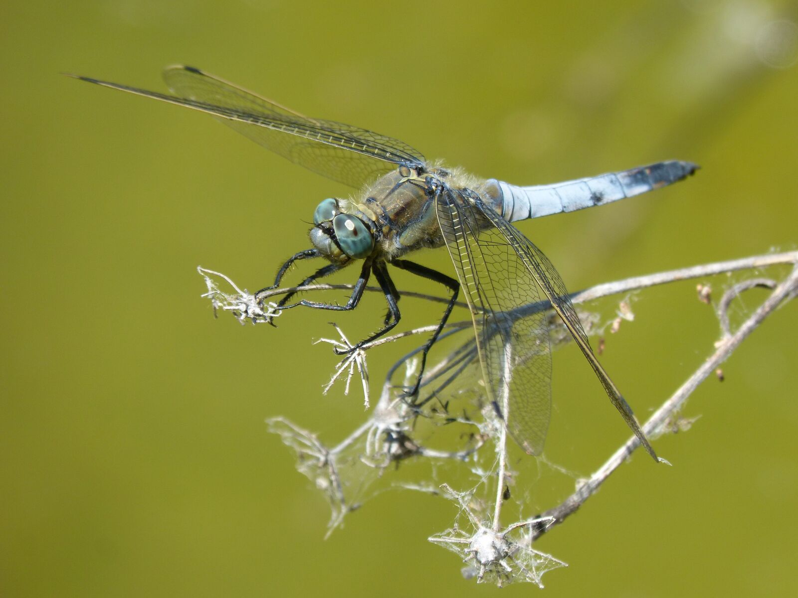 Panasonic DMC-FZ62 sample photo. Dragonfly, libellula fulva, blue photography