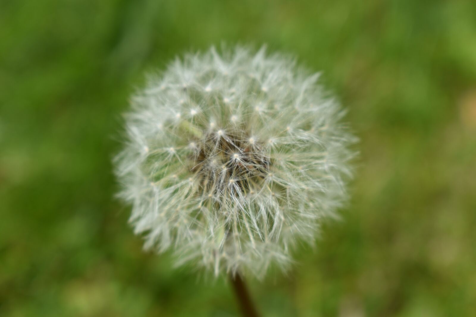 Nikon D3500 sample photo. Dandelion, flower, green photography