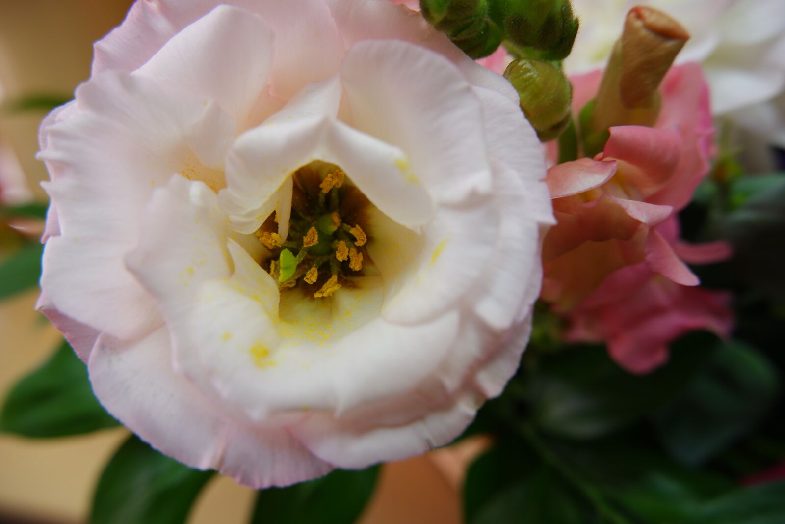 Fujifilm X-T100 sample photo. Flower, white flower, petals photography