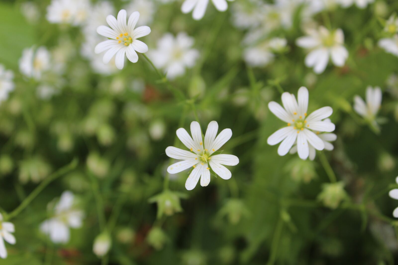 Canon EOS 1200D (EOS Rebel T5 / EOS Kiss X70 / EOS Hi) sample photo. Flower, white flower, spring photography