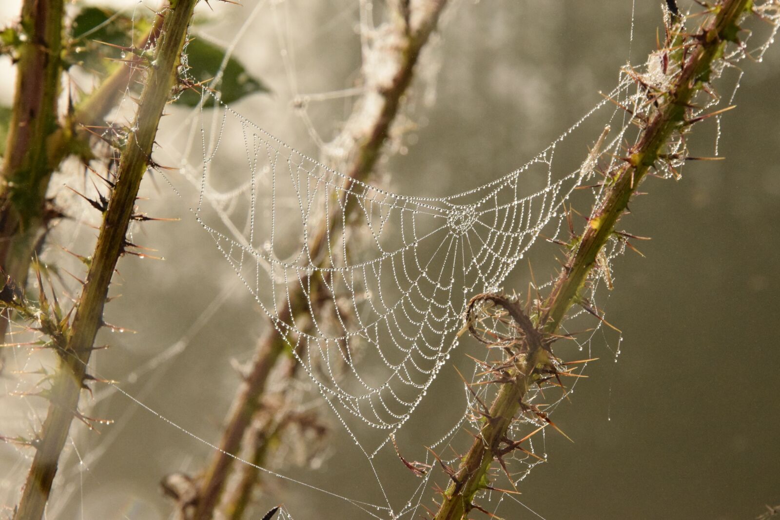 Nikon D5300 sample photo. Aurora, spider web, drops photography