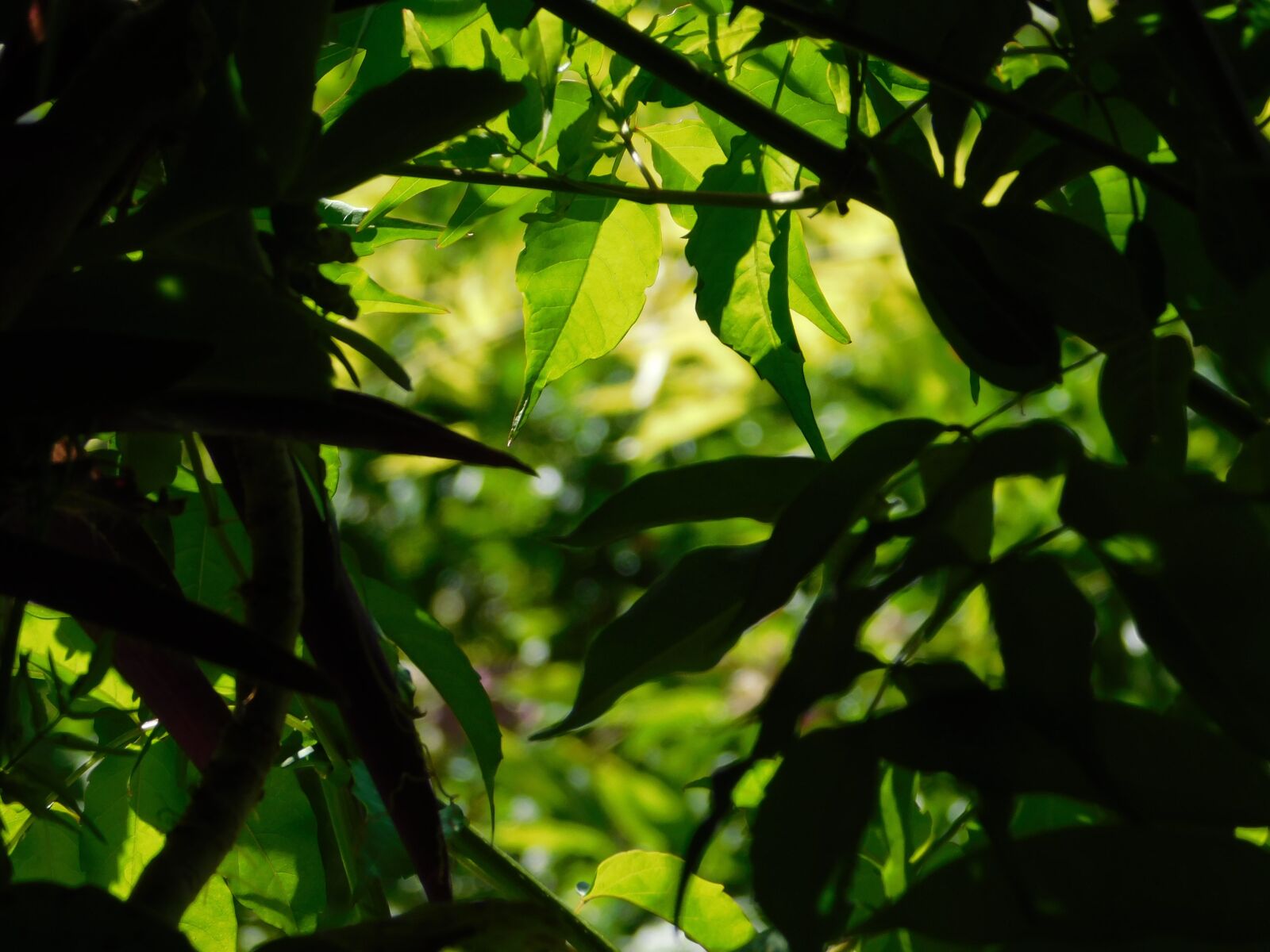 Nikon Coolpix B500 sample photo. Nature, plants, light photography