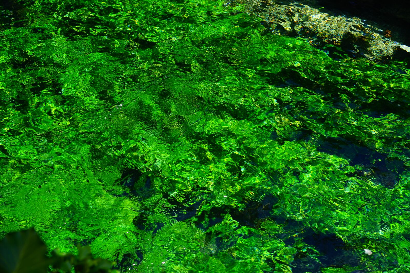 Sony a7 + Sony Sonnar T* FE 55mm F1.8 ZA sample photo. Aquatic plants, green, growth photography