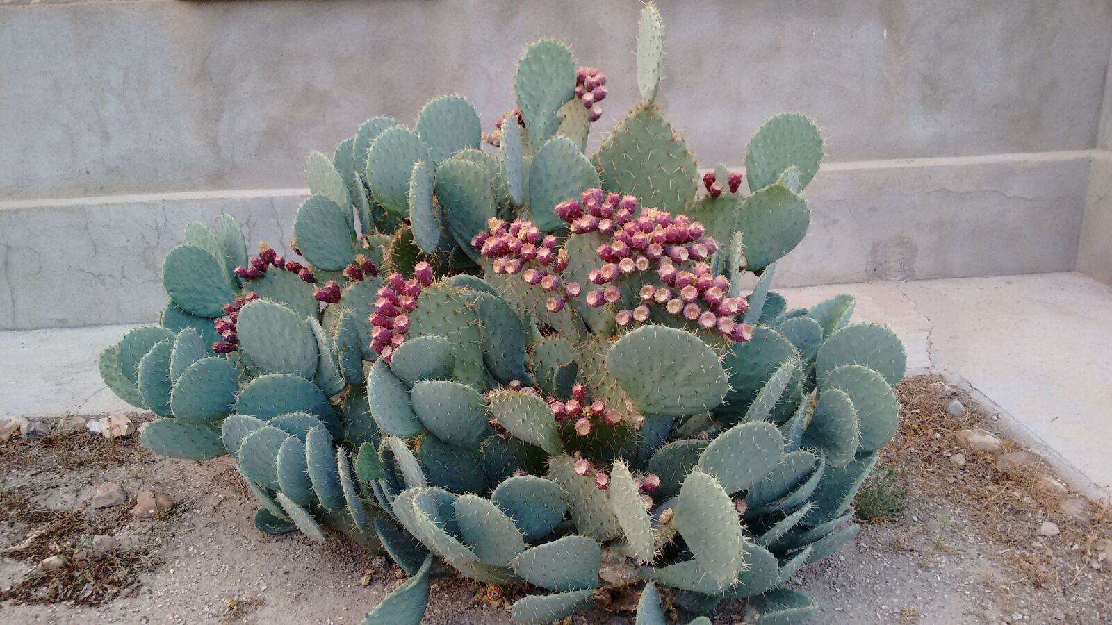Motorola Moto G (2nd Gen) sample photo. Cactus, thorns, nature photography