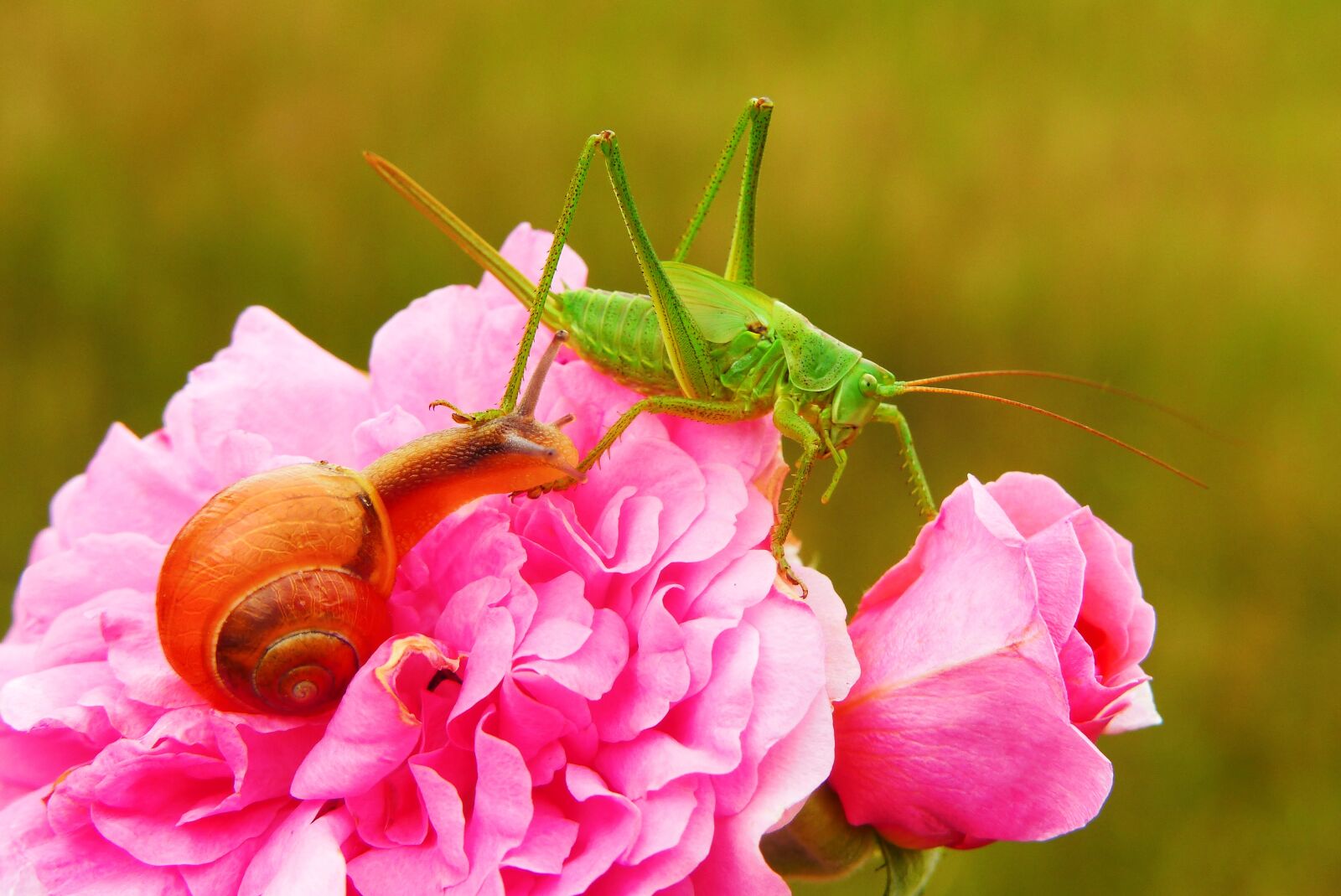 Panasonic Lumix DMC-FZ200 sample photo. Tettigonia viridissima, insect, molluscs photography