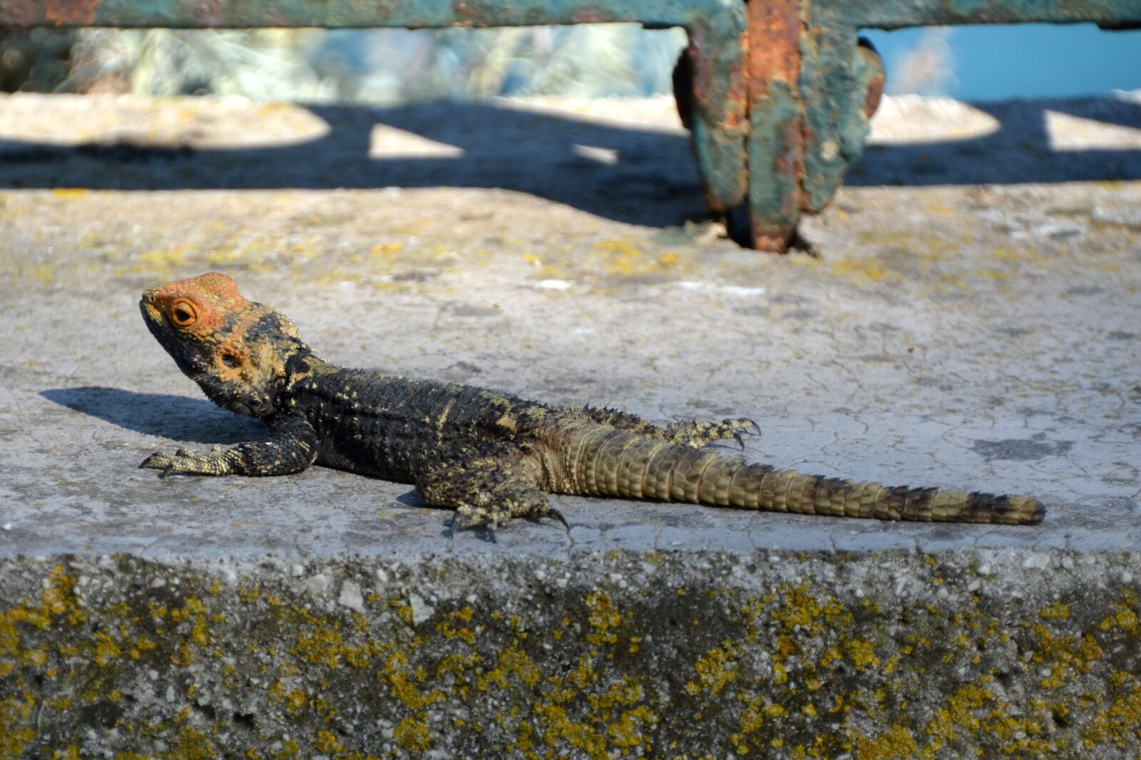 Nikon D5100 sample photo. Lizard, reptile, animal photography