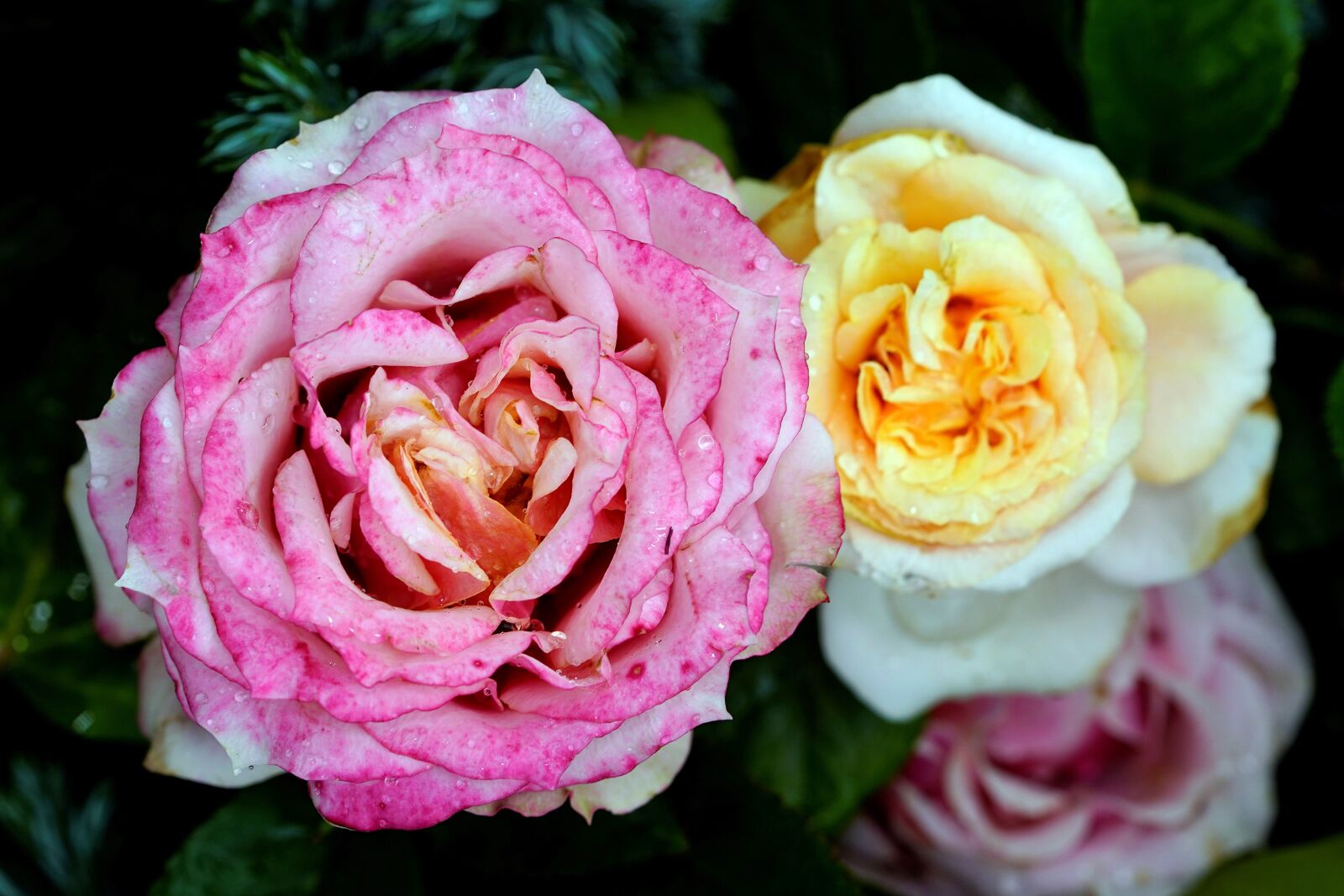 Sony FE 90mm F2.8 Macro G OSS sample photo. Romance, rose, love photography