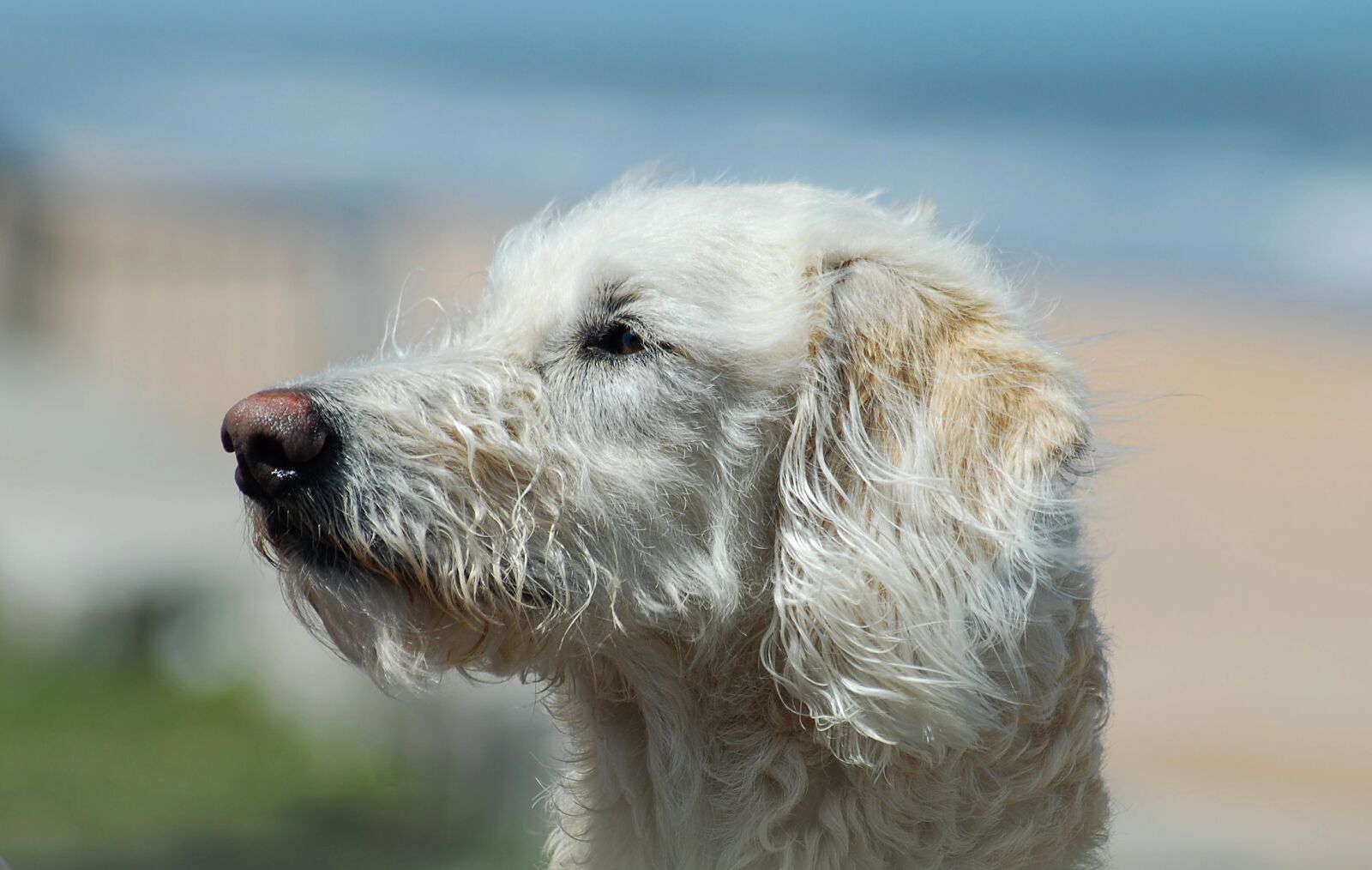 Nikon D200 sample photo. Labradoodle, mix breed, dog photography
