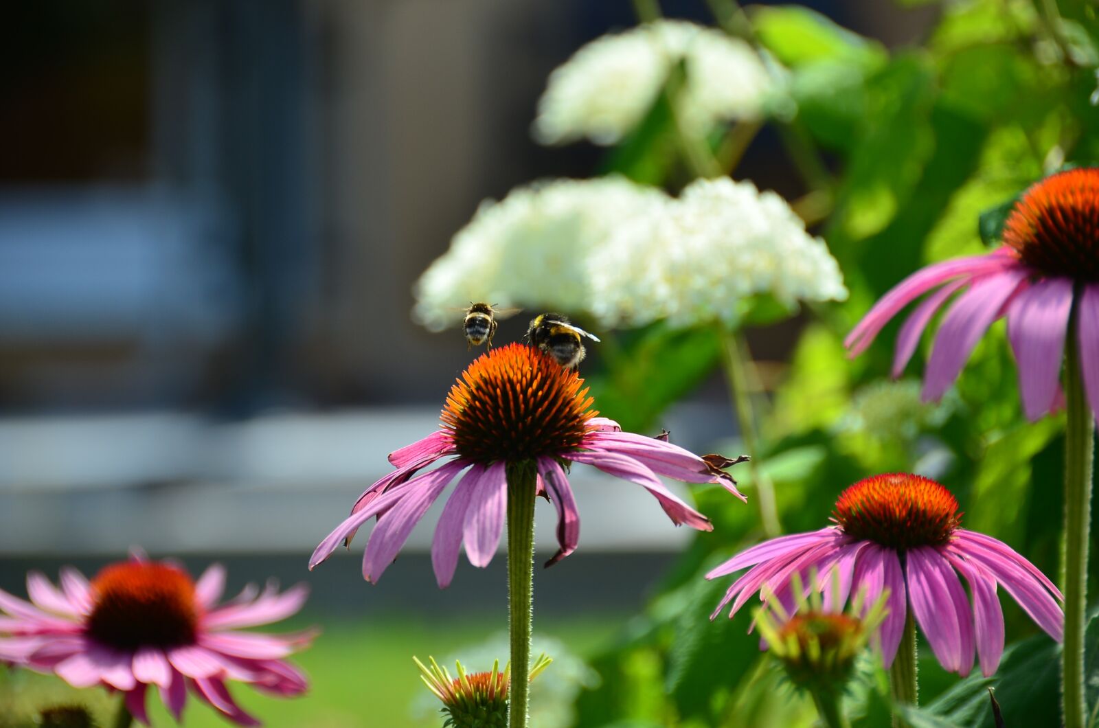 Nikon D7000 sample photo. Bee, bees, coneflower photography