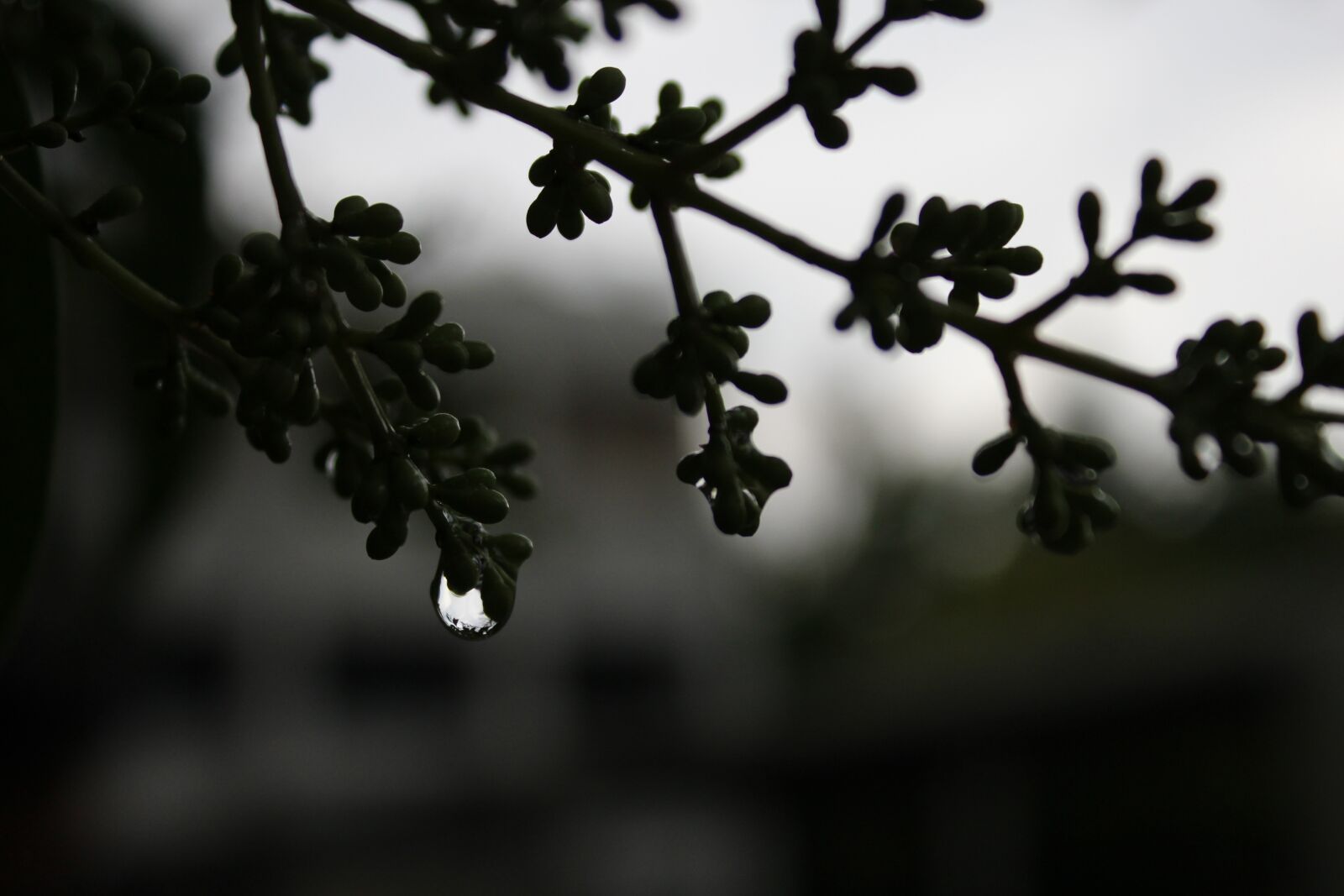 Canon EOS 1200D (EOS Rebel T5 / EOS Kiss X70 / EOS Hi) sample photo. Dark, drop, water drop photography