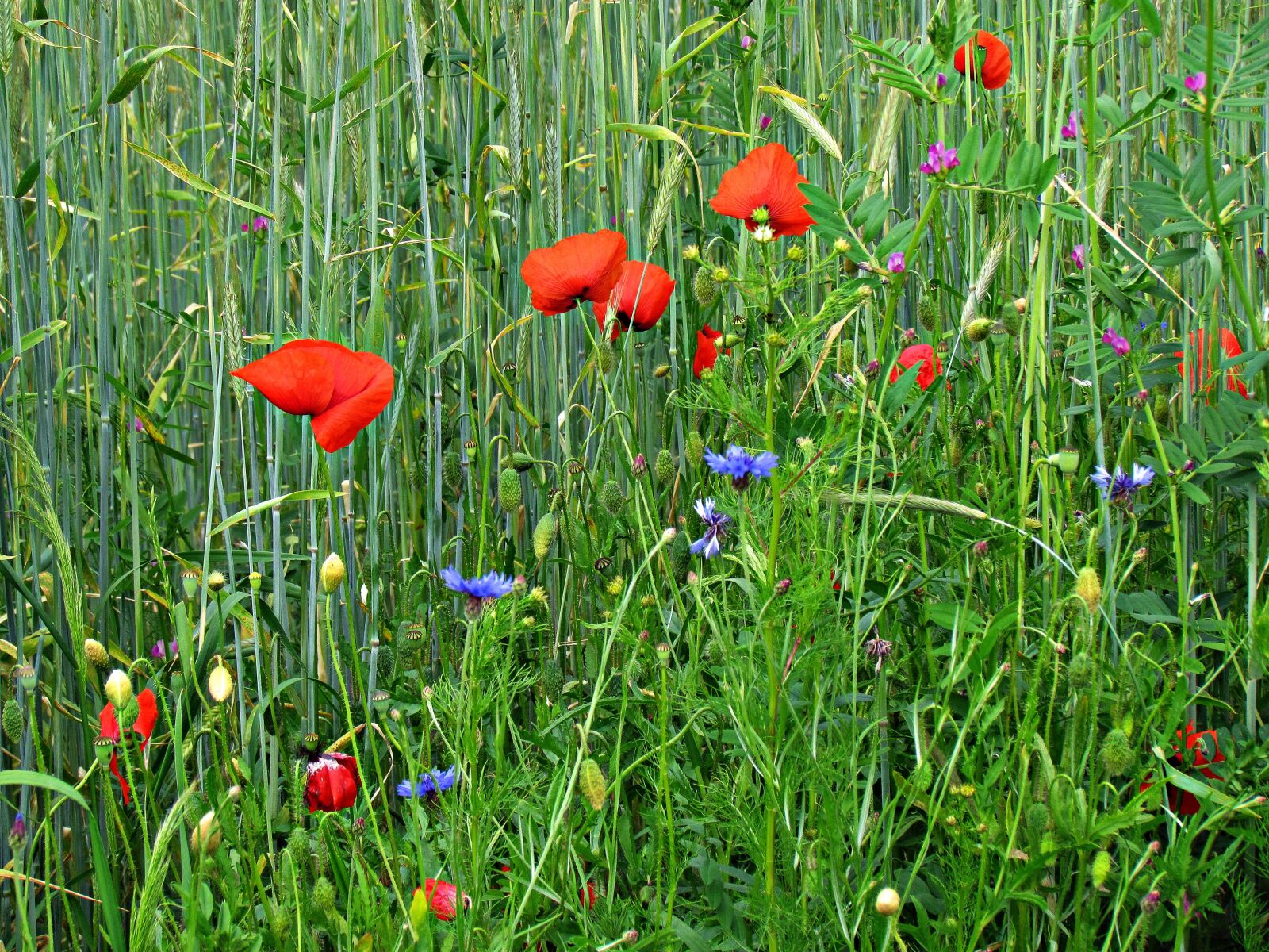 Canon PowerShot SX30 IS sample photo. Meadow, poppies, flowers photography