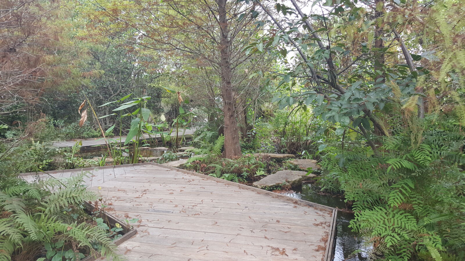 Samsung GALAXY S6 edge sample photo. Botanical, gardens, naples photography