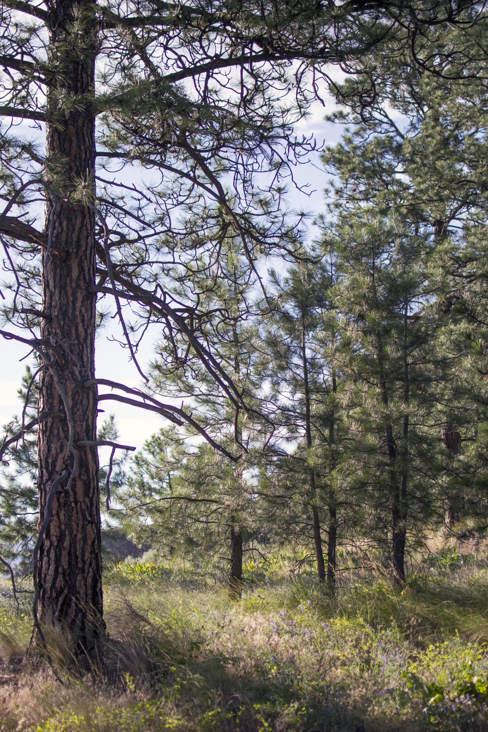 Nikon D3100 sample photo. Landscape, lake, trees photography