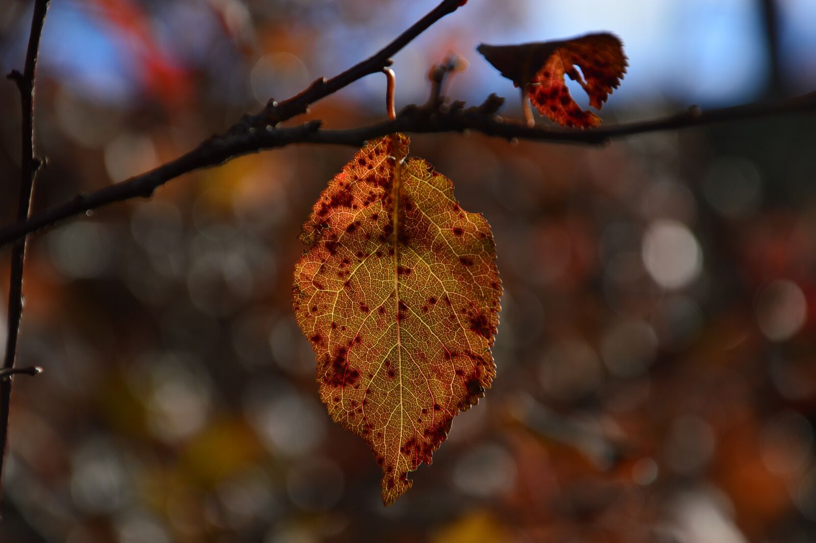 Nikon D3200 sample photo. Autumn, leaf, leaves photography