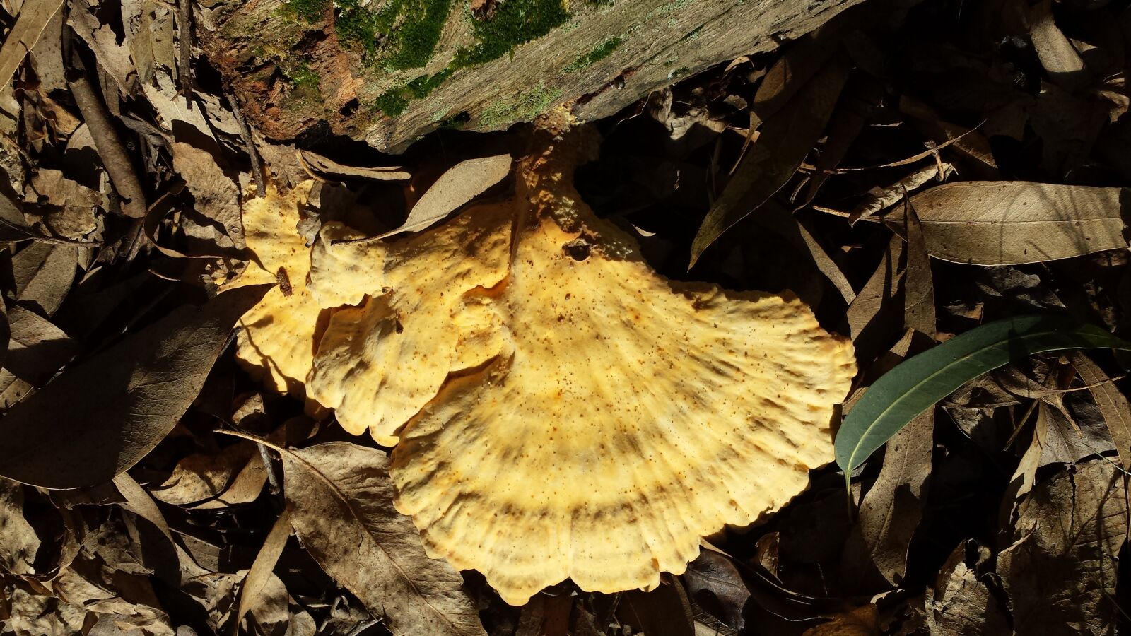 Samsung Galaxy S4 sample photo. Fungi, nature, forest photography