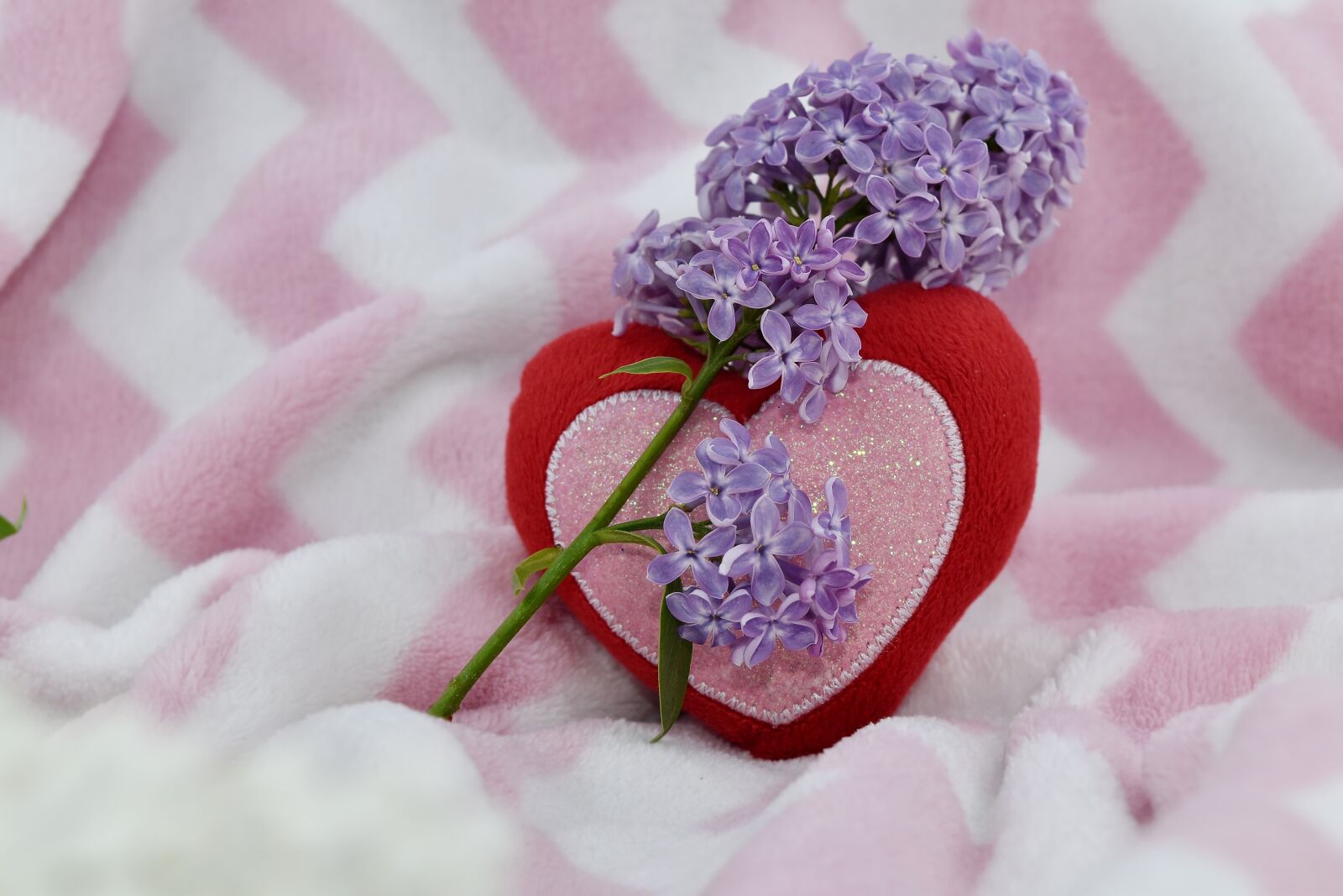 Nikon D5500 sample photo. Heart, lilac, love, purple photography