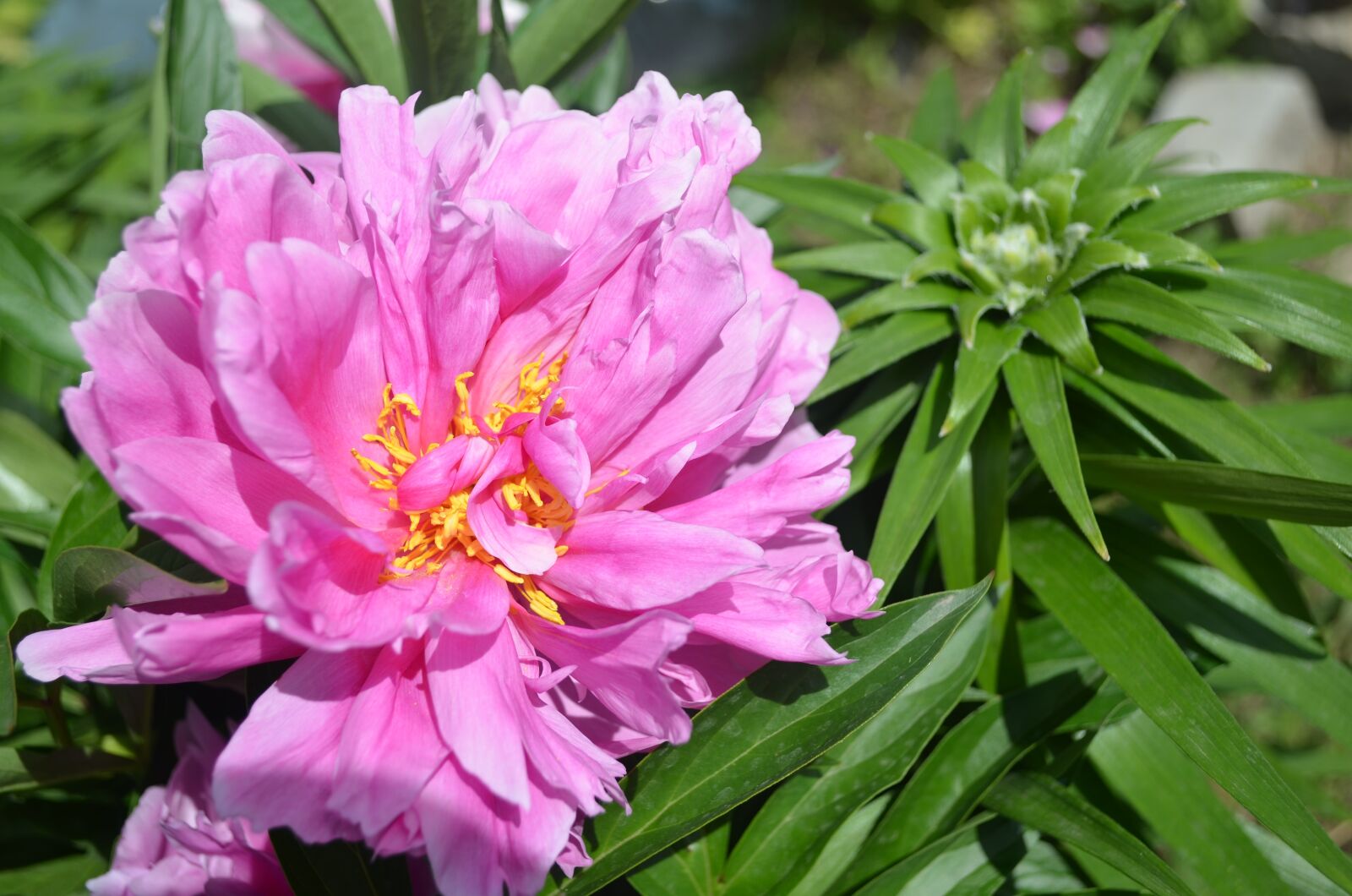 Nikon D5100 sample photo. Peony, flower, pink photography