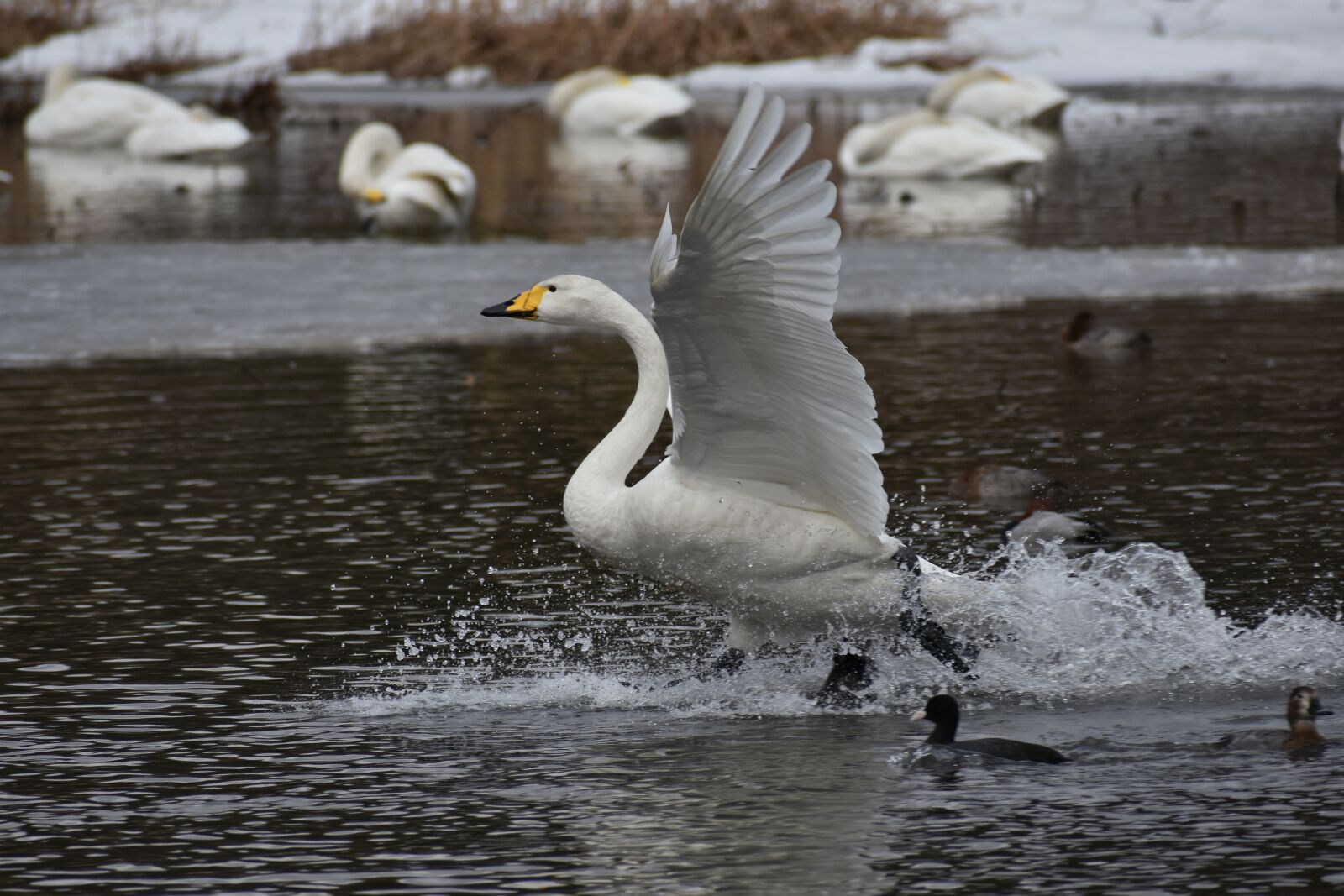 Nikon D7200 sample photo. Animal, lake, waterside photography