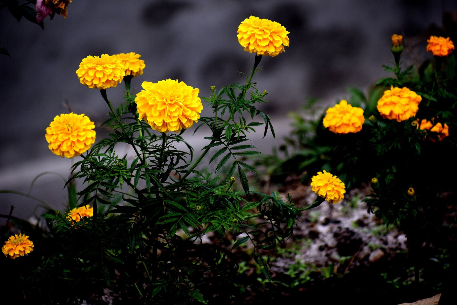 Nikon D3300 sample photo. Flower, nature, flora photography