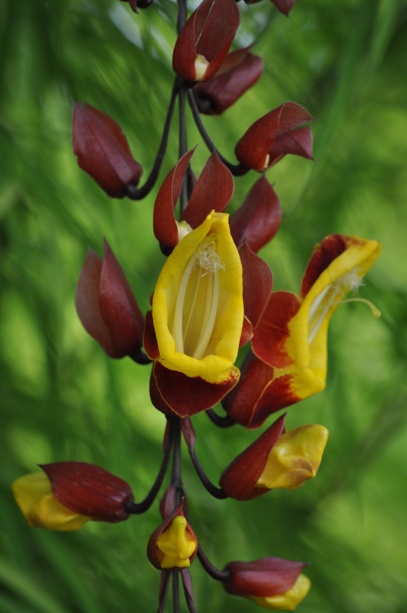 Nikon D5000 sample photo. Flower, jewish shoe, creeper photography