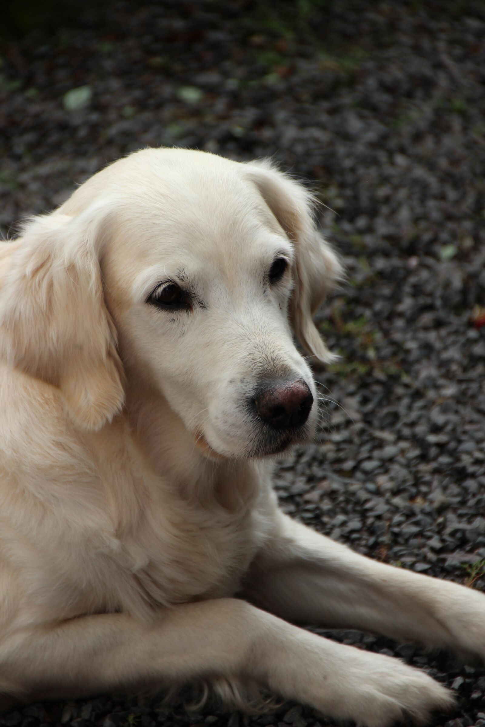 Canon EOS 600D (Rebel EOS T3i / EOS Kiss X5) sample photo. Golden retriever, dog, cute photography