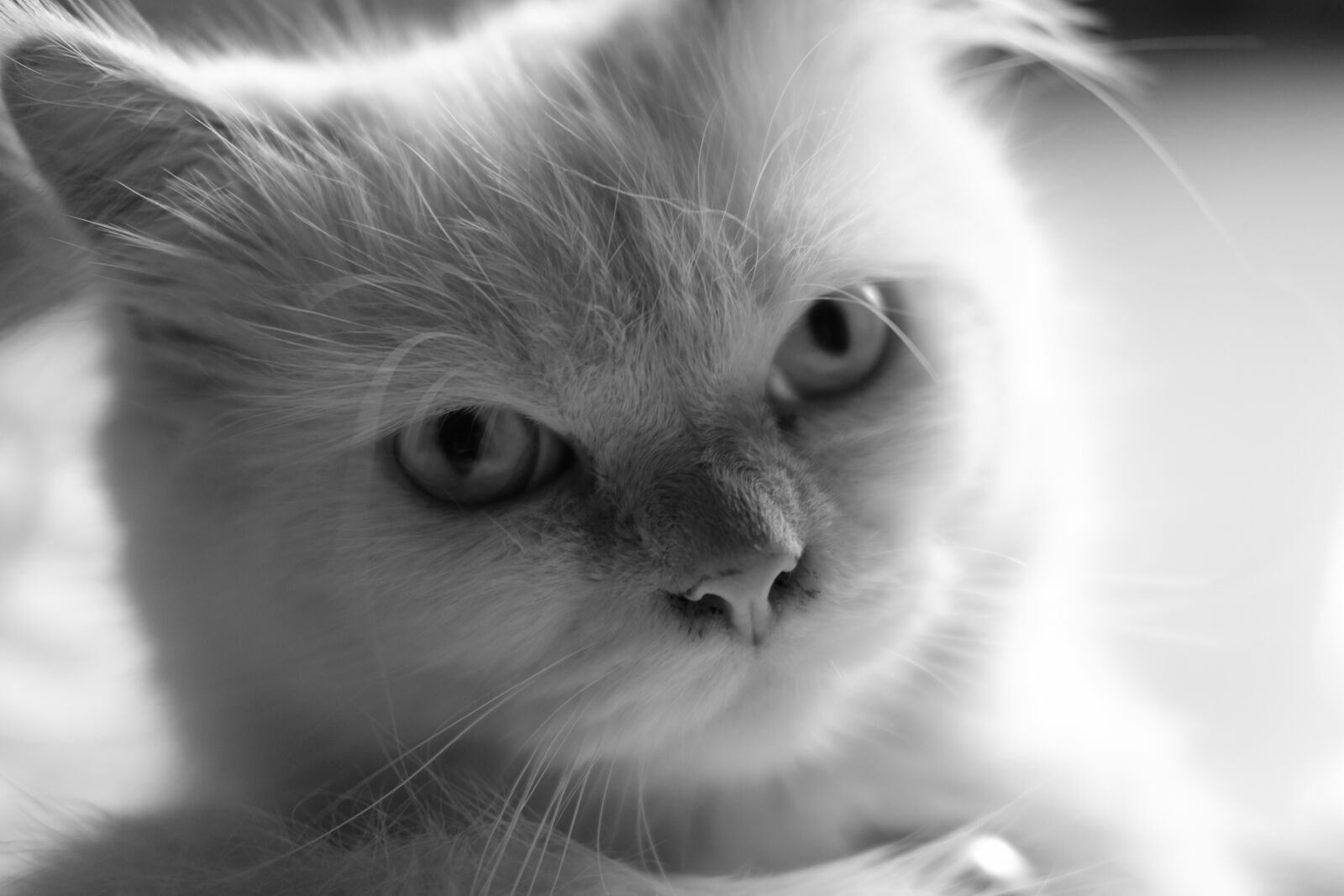 Fujifilm X-T10 + Fujifilm XF 35mm F2 R WR sample photo. Cats, monochrome, white photography